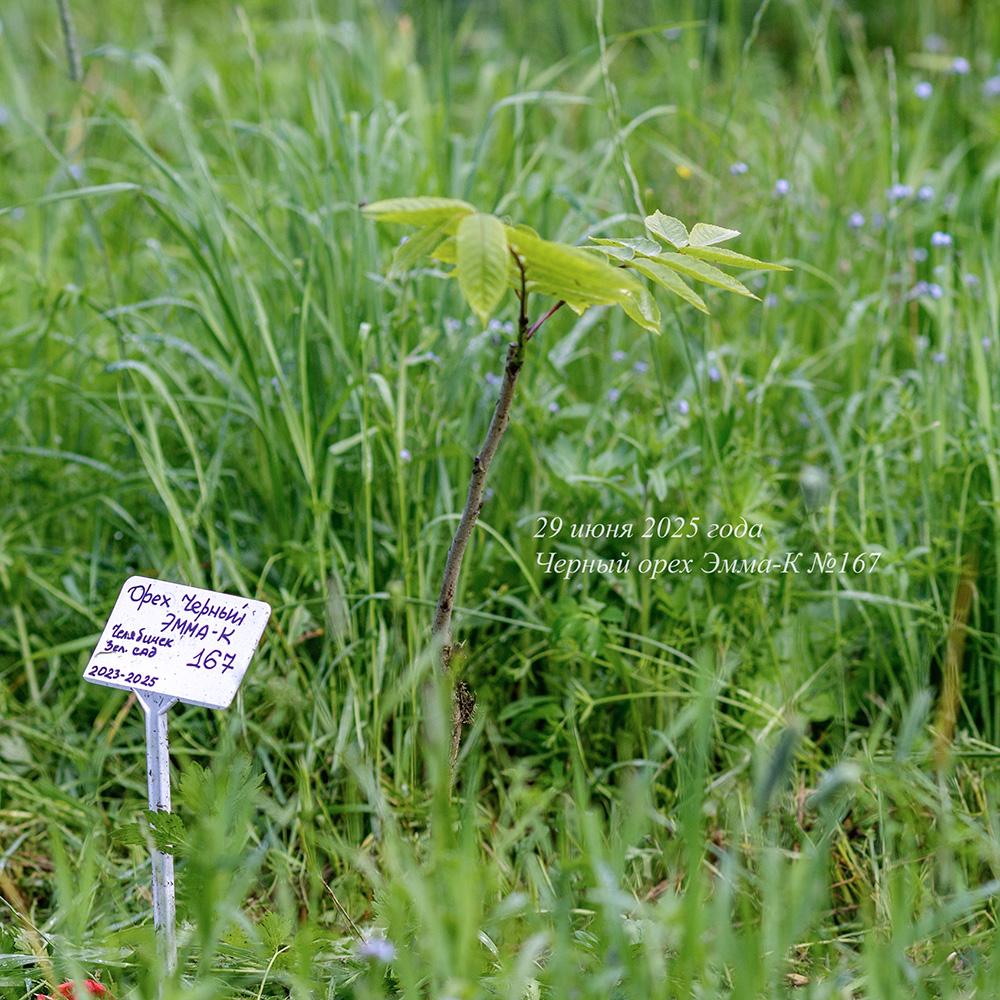 июнь 2025 года молодой черный орех Эмма-К в Псковской области
