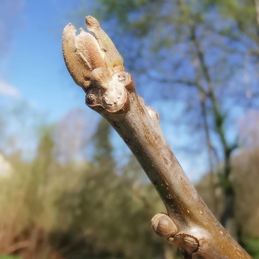 апрель 2025 года - после заморозка подмерзшая почка грецкого ореха весной