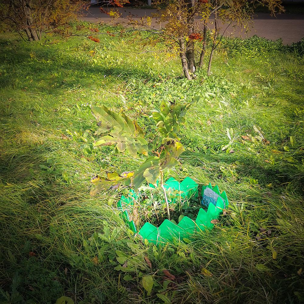 молодой сердцевидный орех Имшу в Санкт-Петербурге