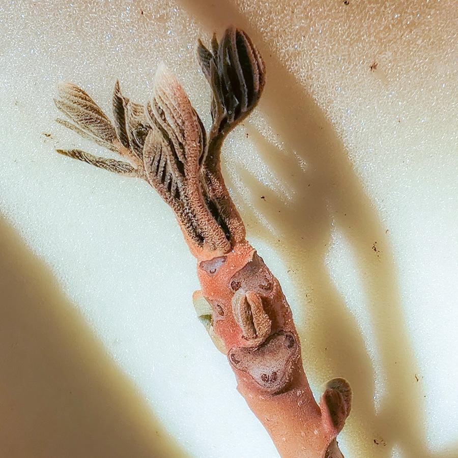 апрель 2025 год - заморозки заморозки и сердцевидный орех