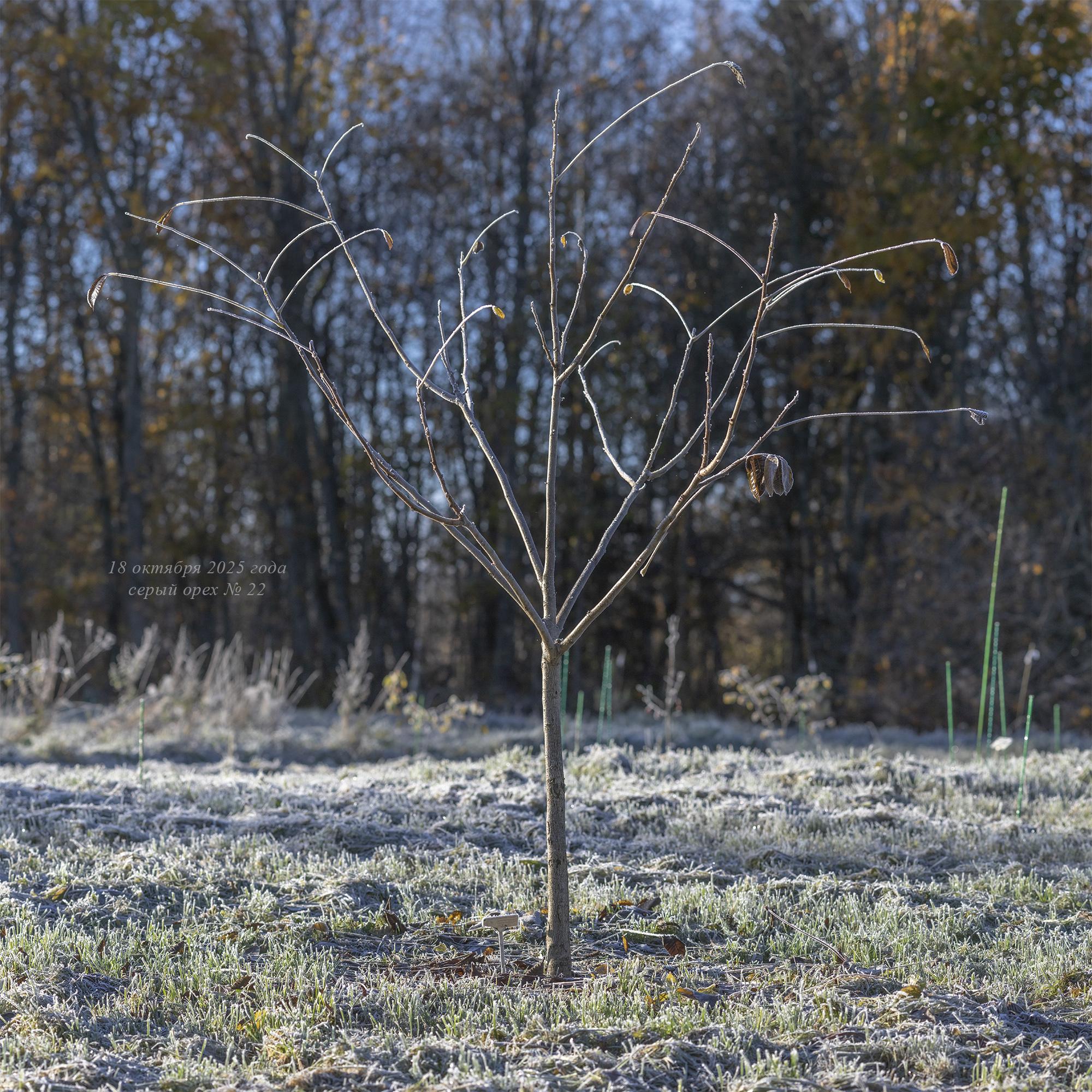 серый орех Канадский в Псковской области