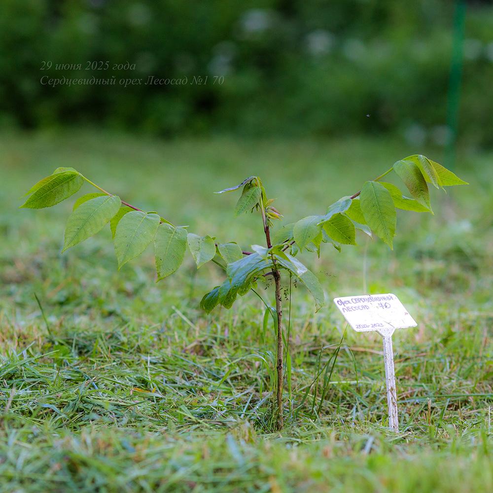 молодой сердцевидный орех в Псковской области