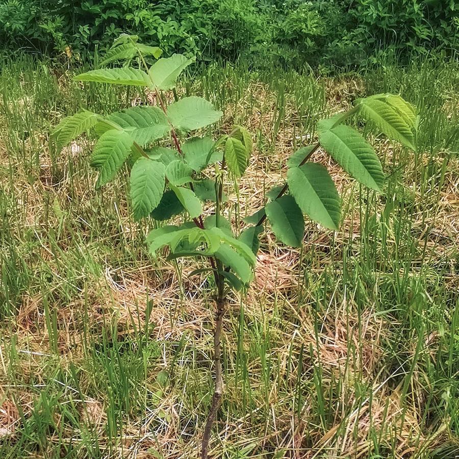 саженец серого ореха ГИБДД в Псковской области