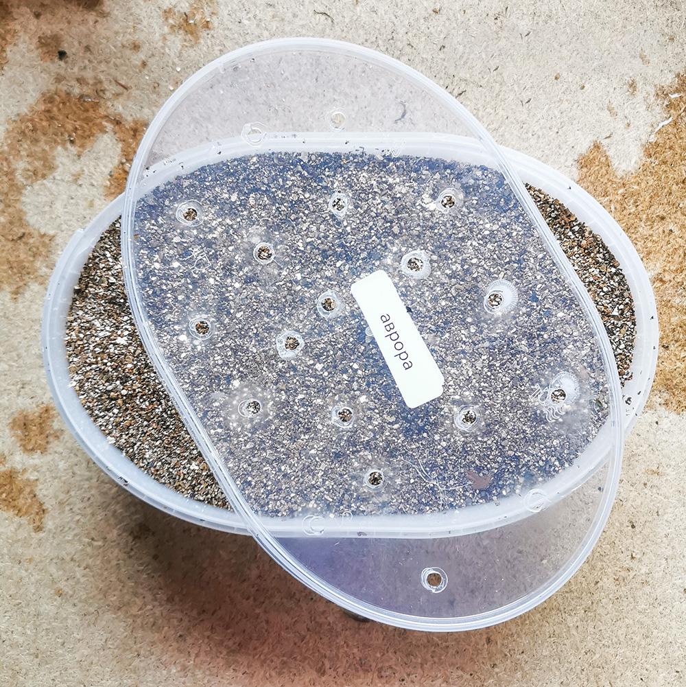 Осенняя посадка орехов в вермикулит на проращивание