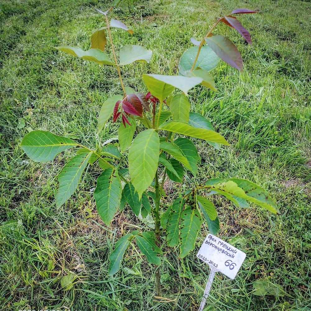 молодой грецкий орех Воронцовский в Псковской области