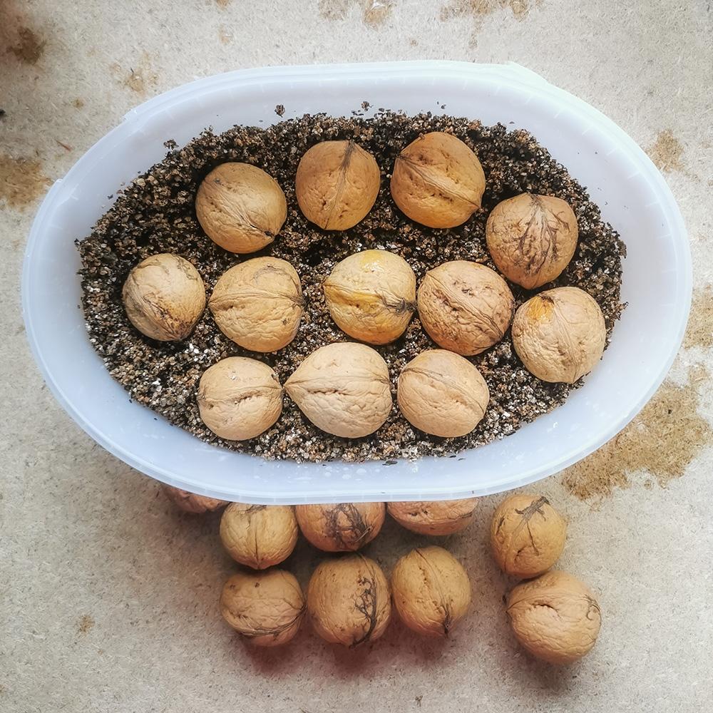 Осенняя посадка орехов в вермикулит на проращивание