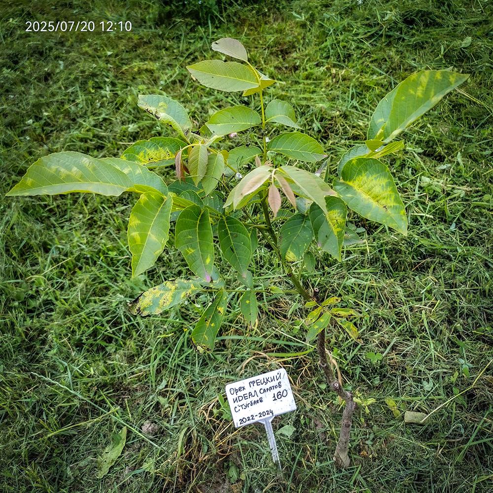 июль 2025 год - ореховый войлочный клещик ореховый войлочный клещик на грецком орехе в Псковской области