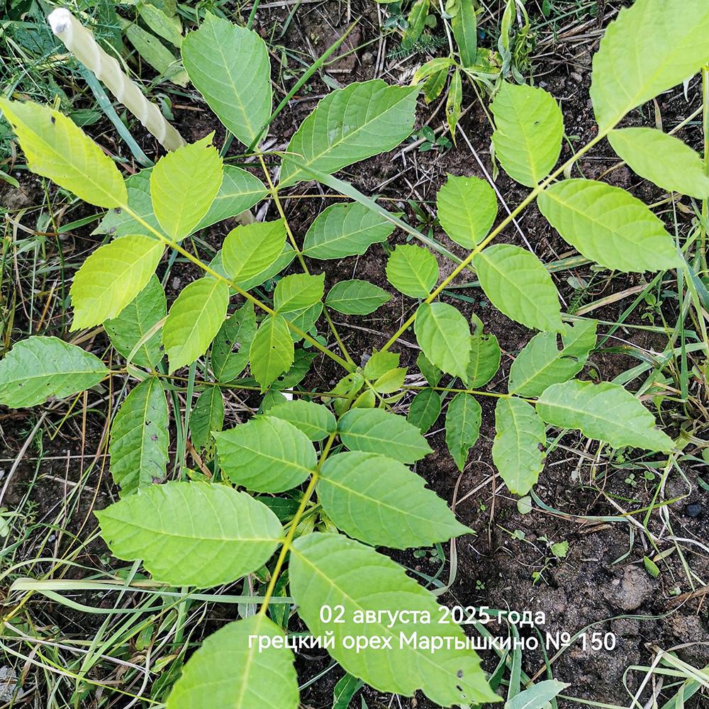 молодой грецкий орех в северо-западном регионе