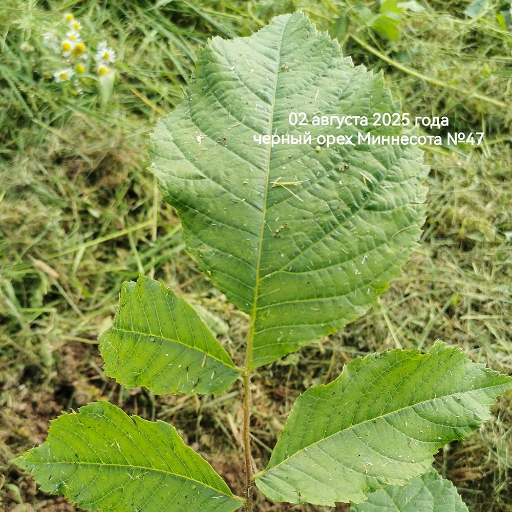 верхушечная часть листа черного ореха Миннесота