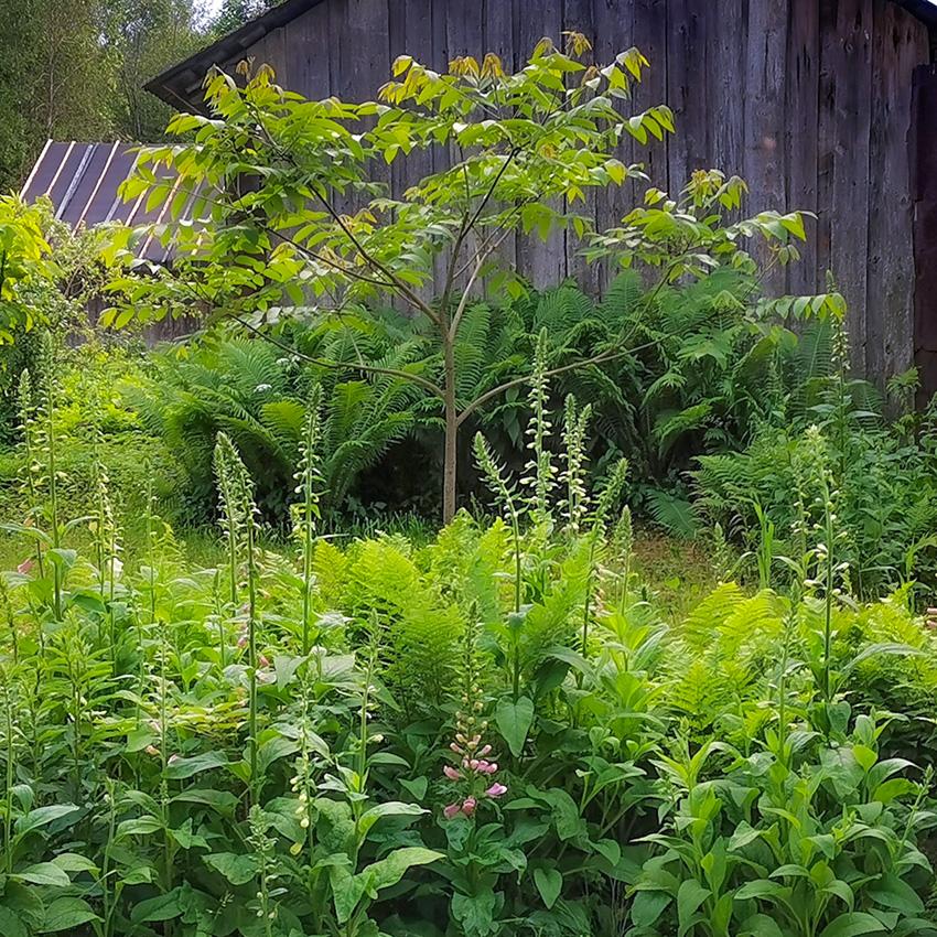 июнь 2025 года молодой орех в Псковской области