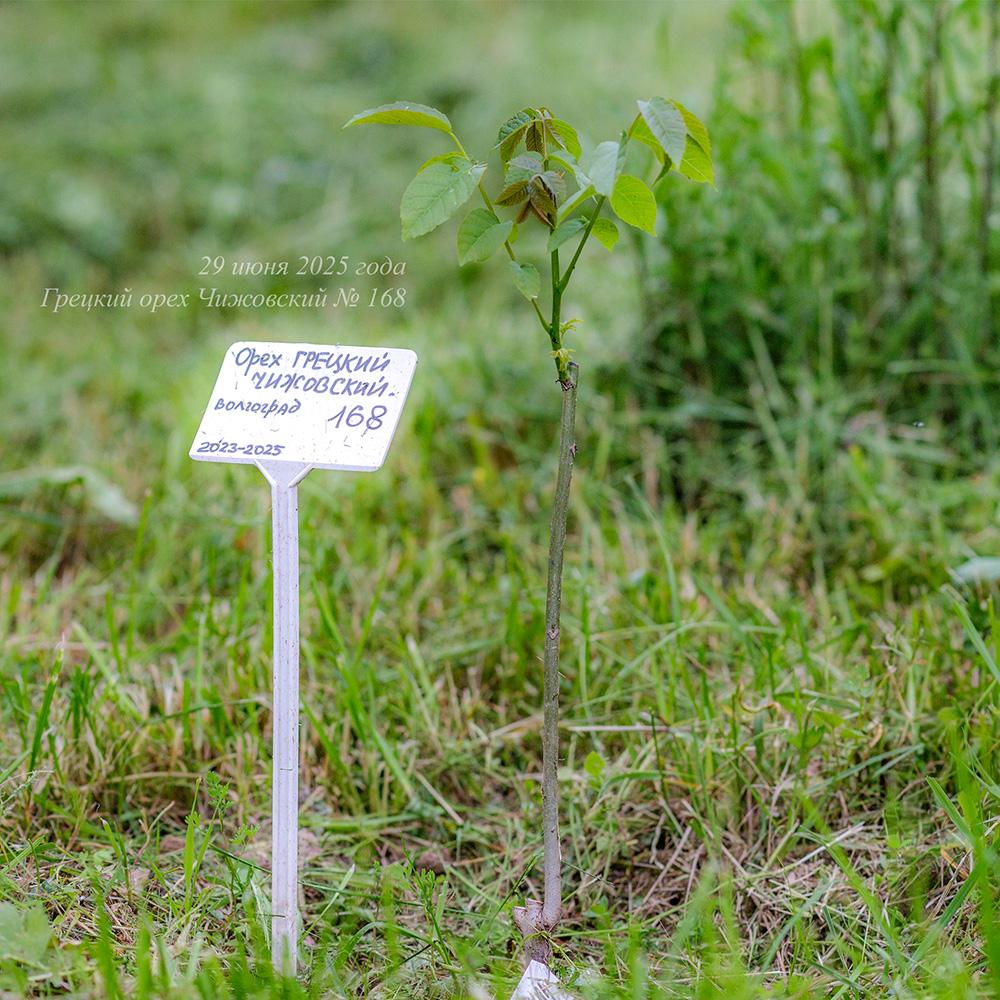 июнь 2025 года молодой грецкий орех Чижовский в Псковской области