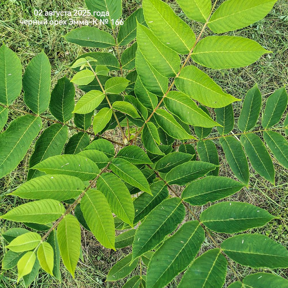 листья молодого черного ореха Эмма-К