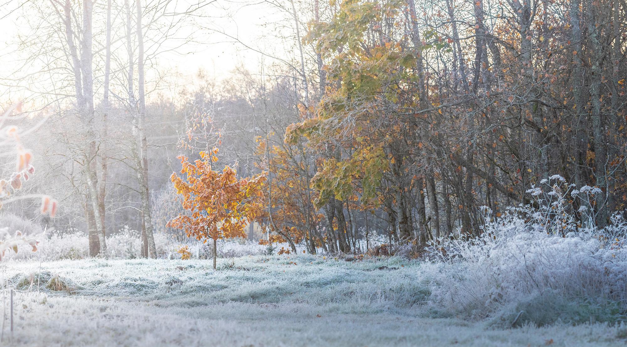 октябрьские заморозки на ореховом поле