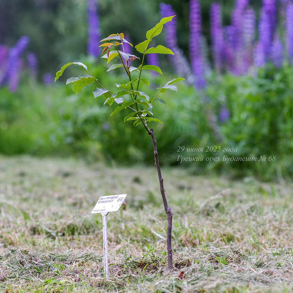 июнь 2025 года молодой грецкий орех Будапешт в Псковской области