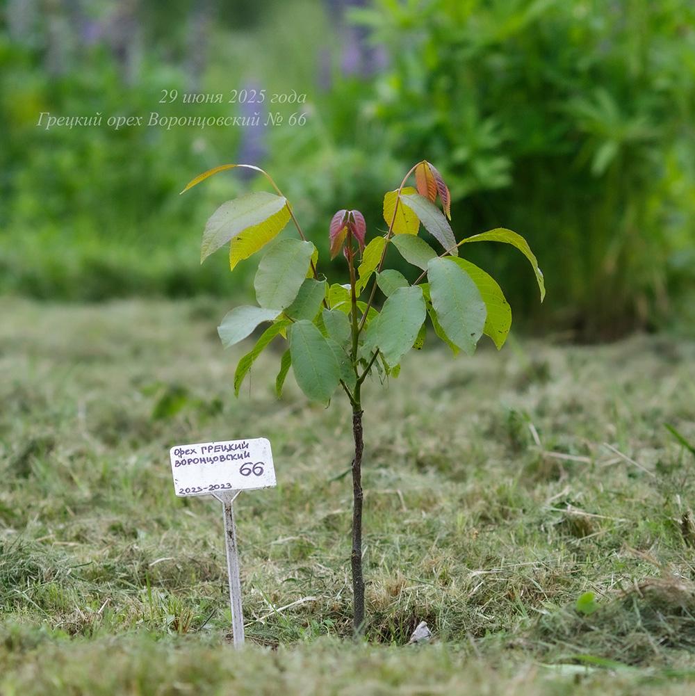молодой грецкий орех Воронцовский в Псковской области