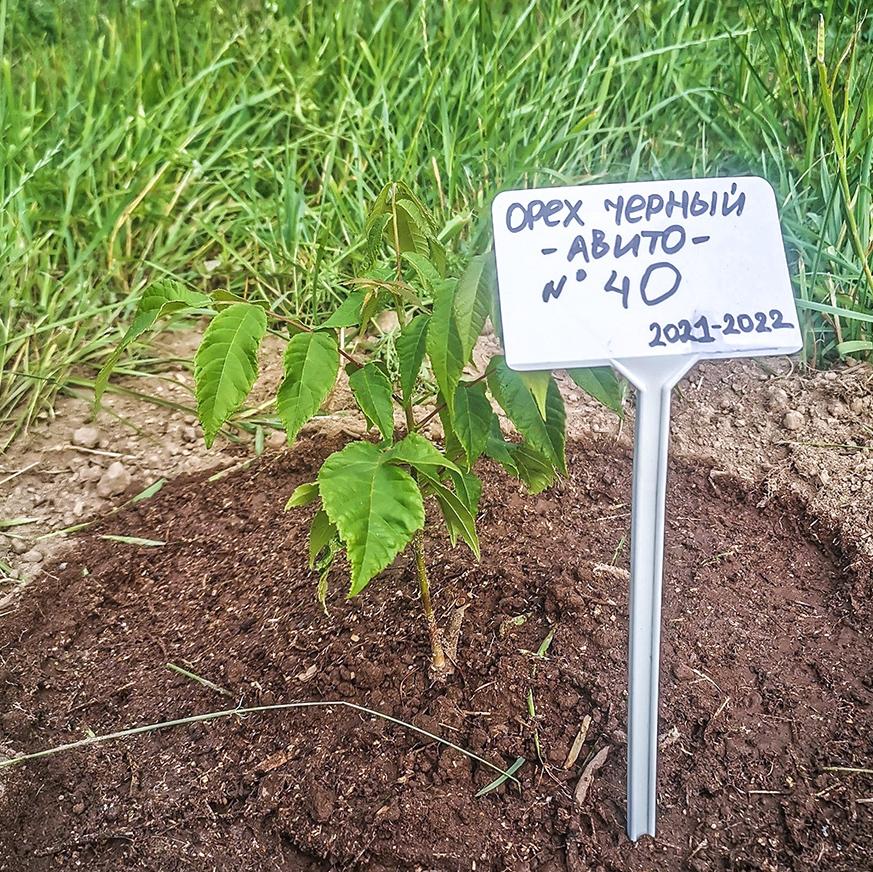 посадка молодого саженца черного ореха