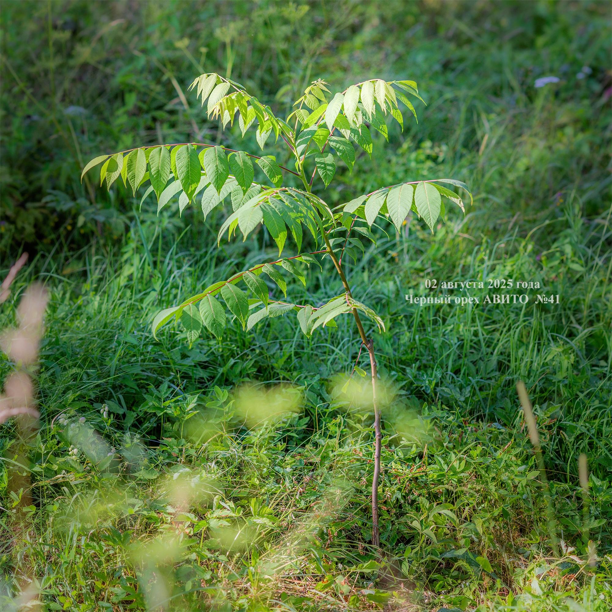 молодой черный орех в Псковской области
