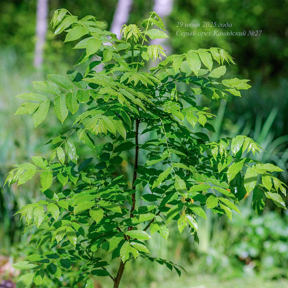 июнь 2025 года молодой серый орех на краю болота