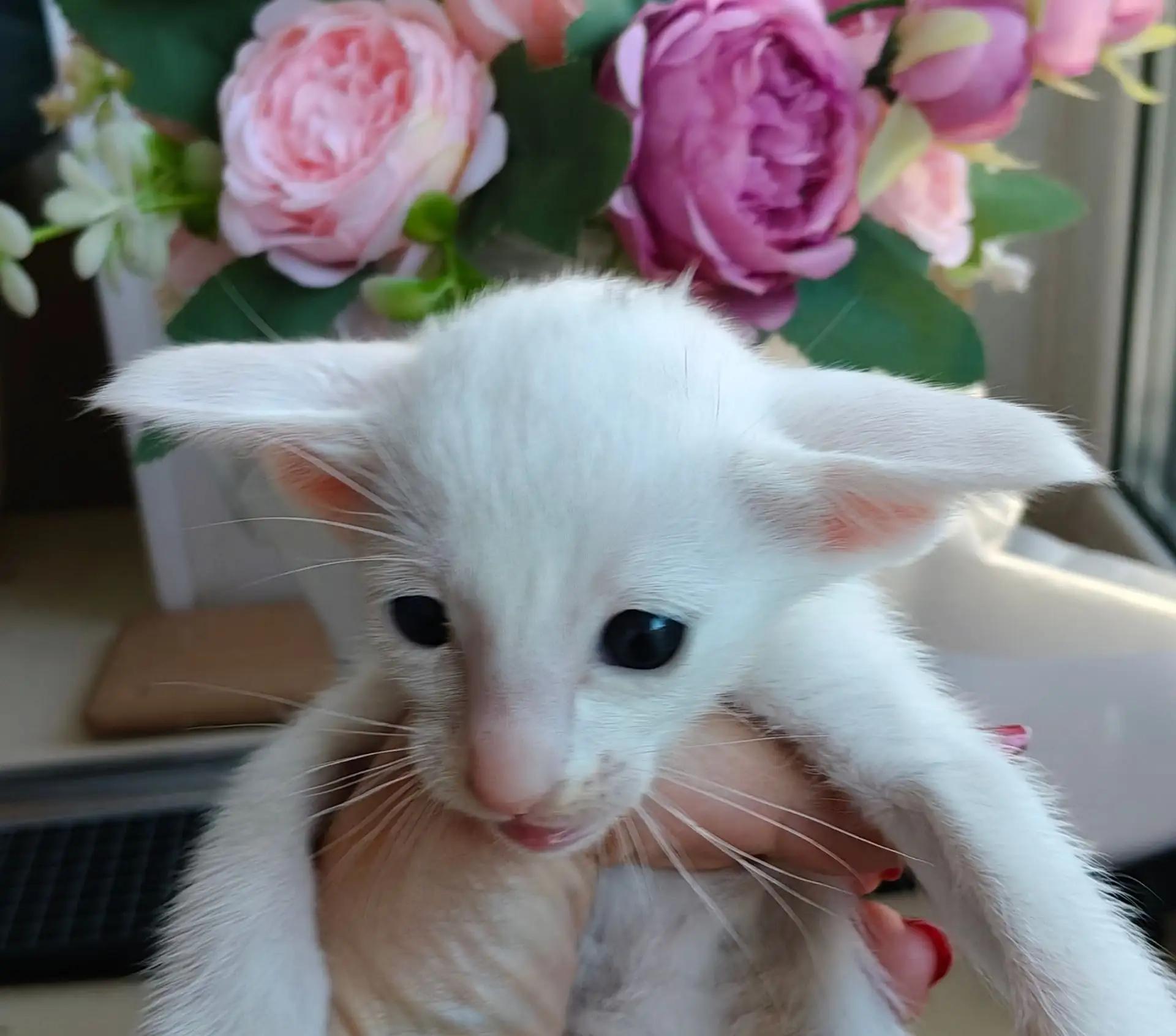 купить ориентального котенка
