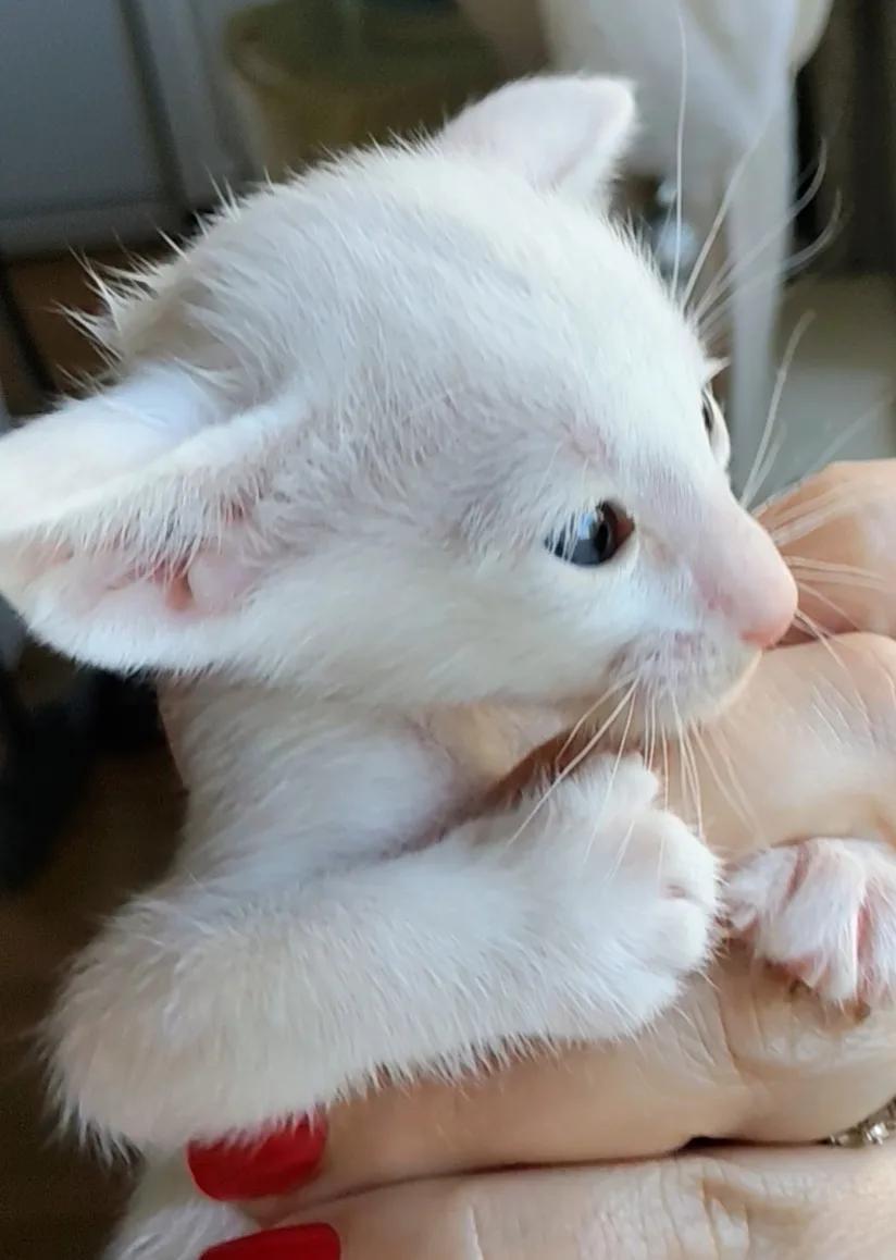 купить ориентального котенка