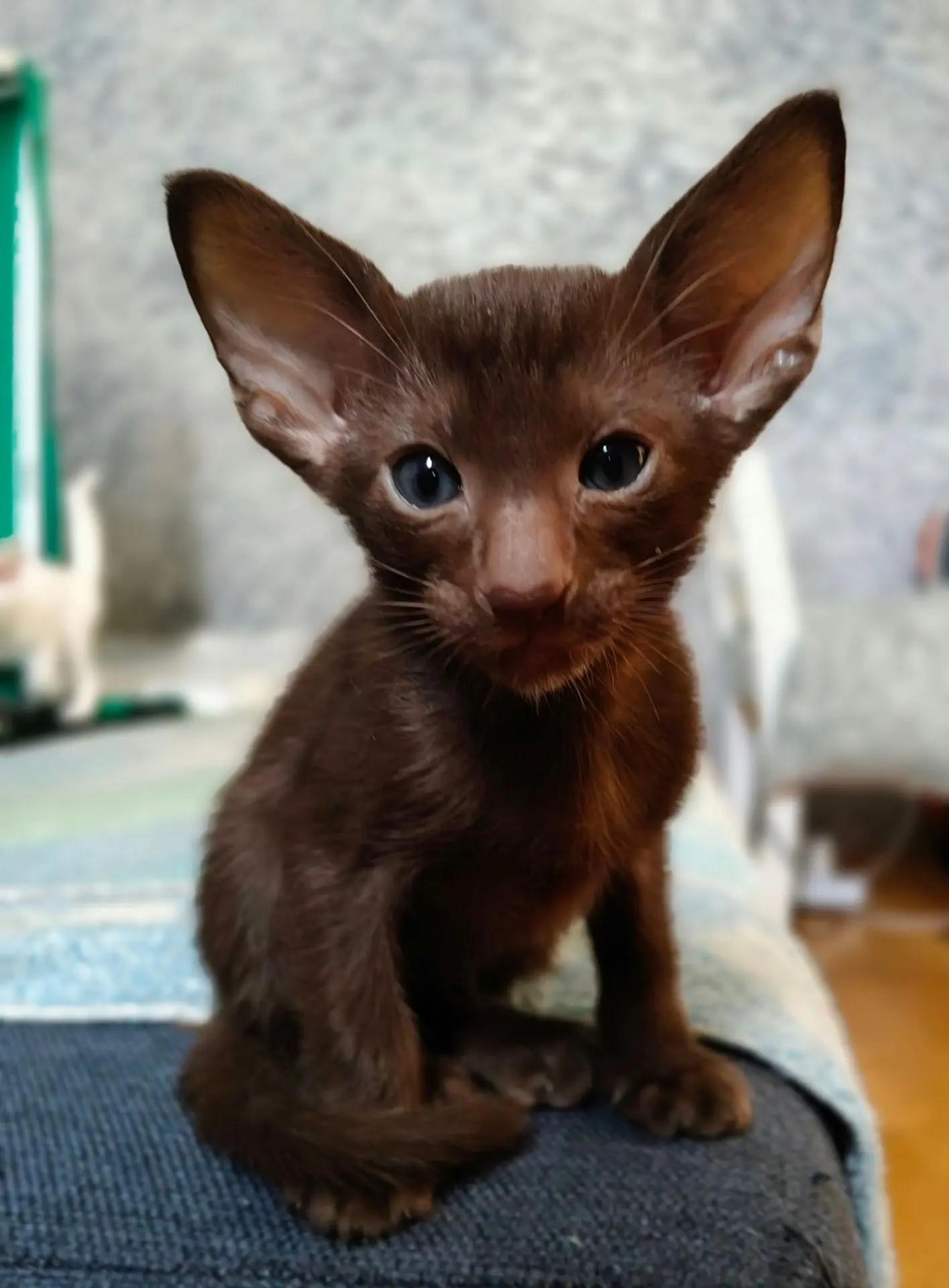 купить ориентального котенка