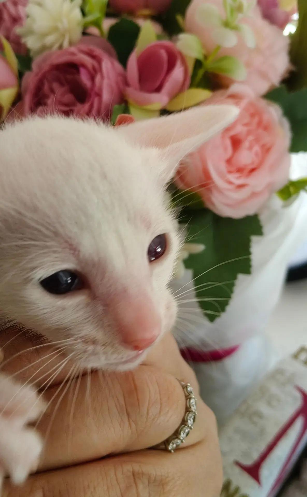 купить ориентального котенка