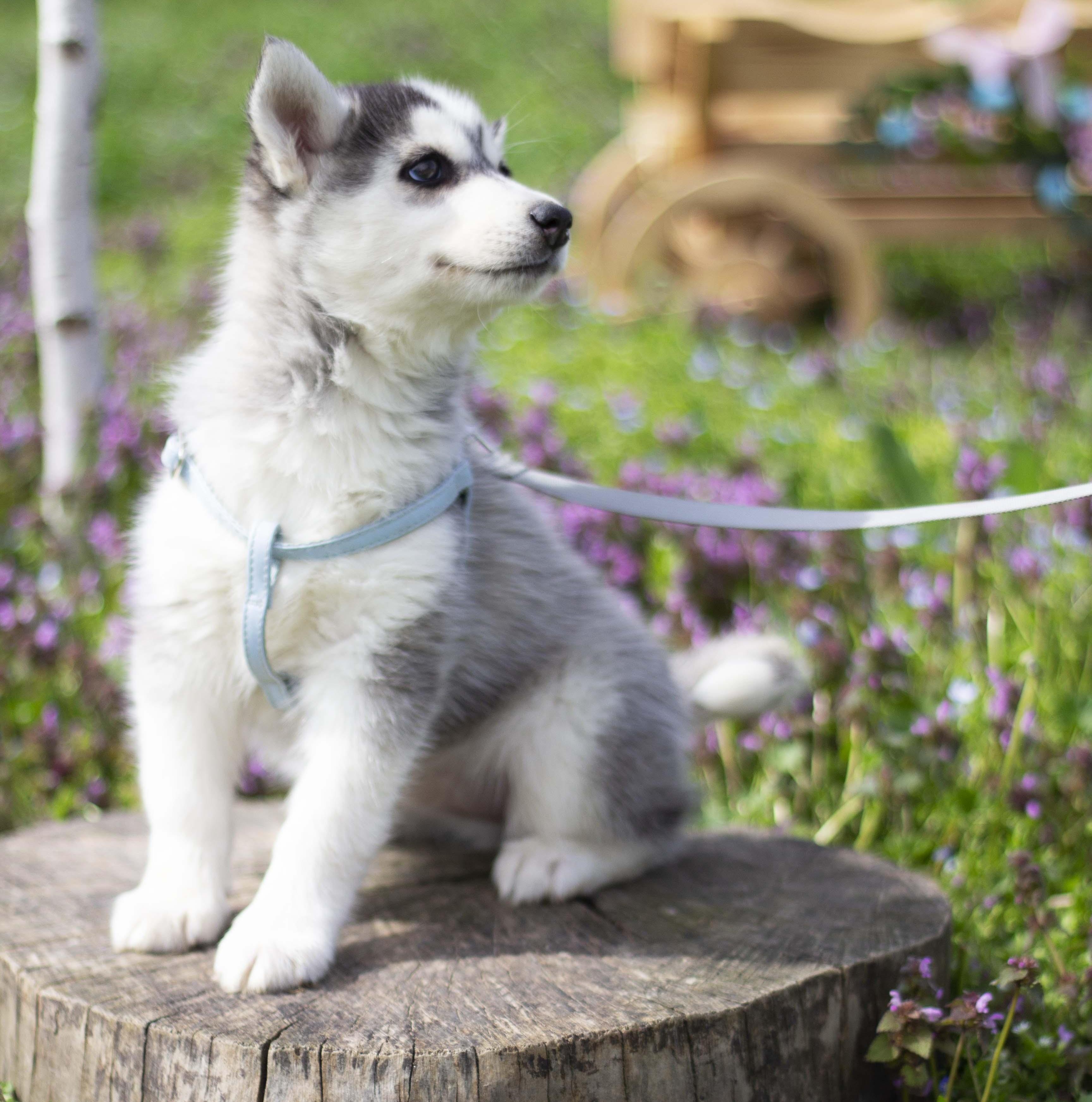 Купить щенка мини-хаски, купить щенка помски, помски, голубые глаза