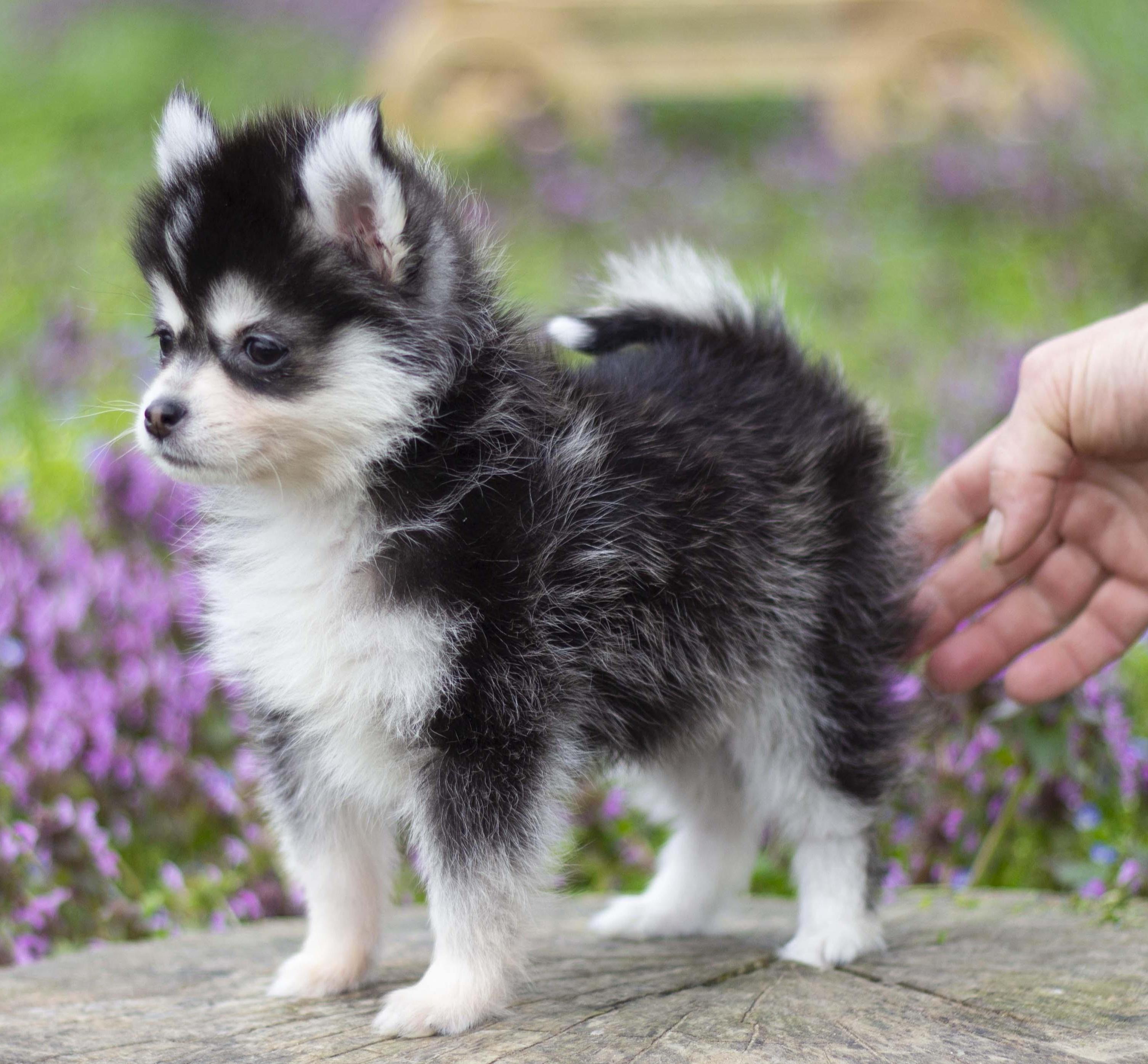 Купить щенка мини-хаски, купить щенка помски, помски, голубые глаза