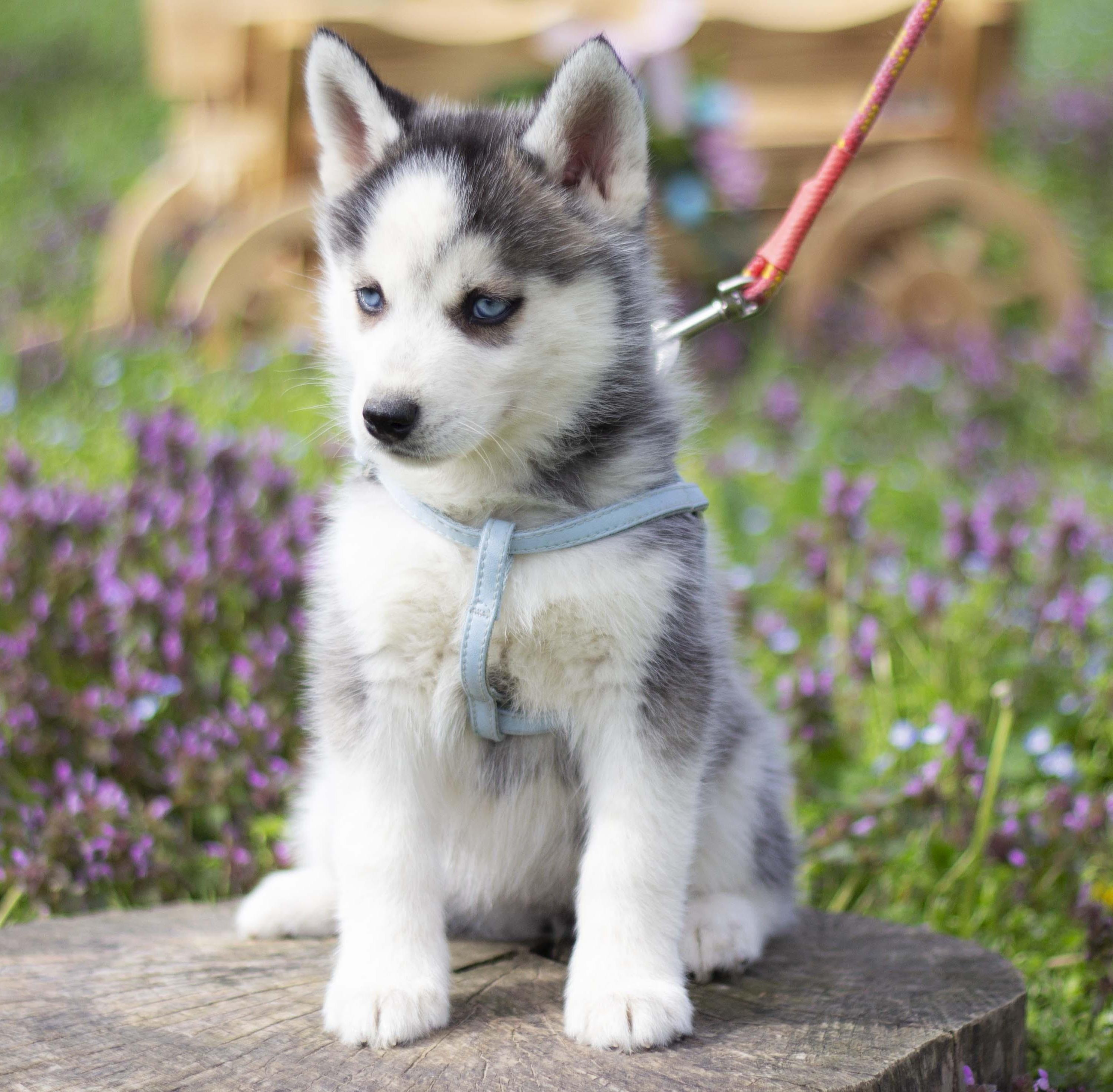 Купить щенка мини-хаски, купить щенка помски, помски, голубые глаза