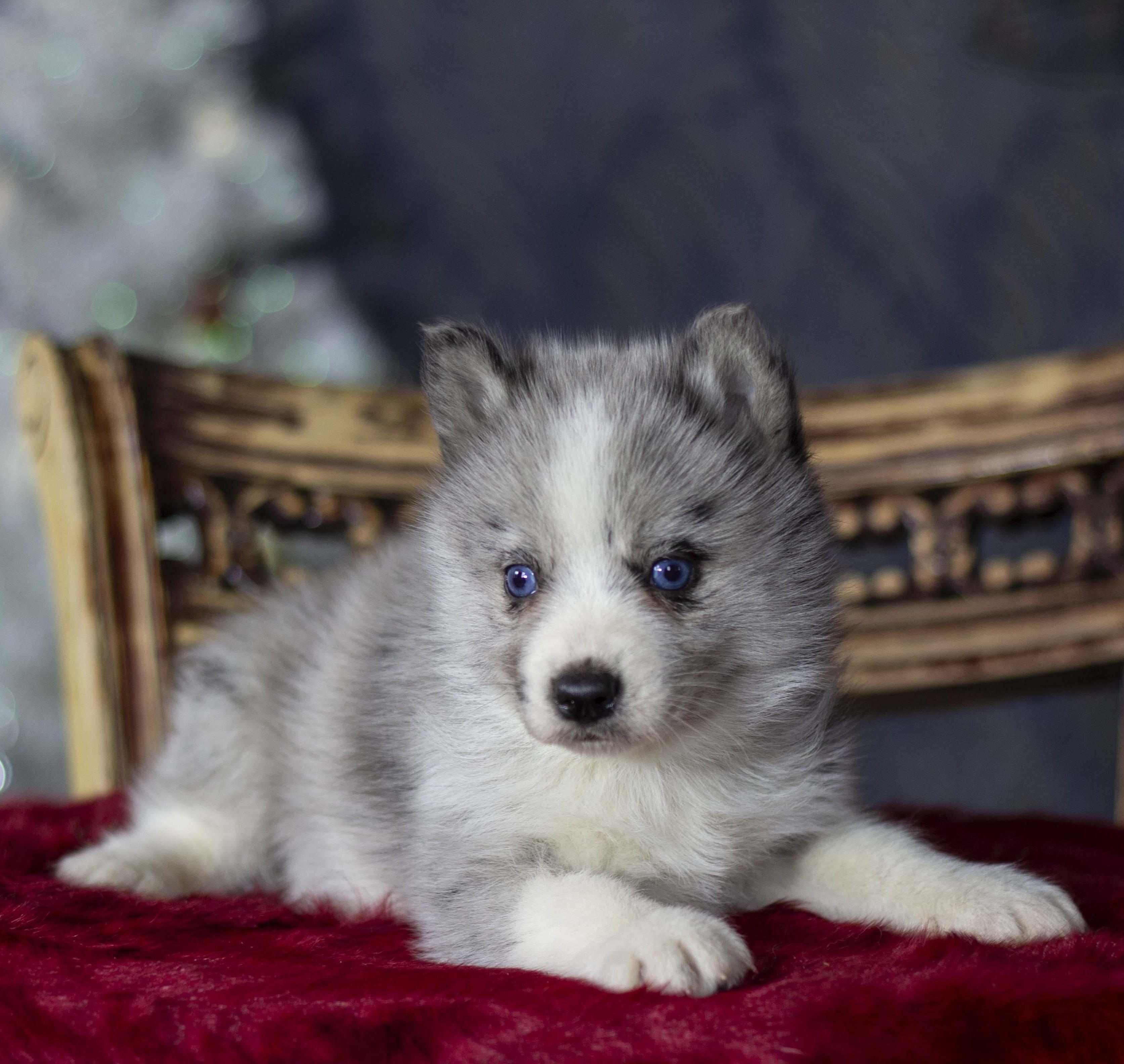 Купить щенка мини-хаски, купить щенка помски, помски, голубые глаза