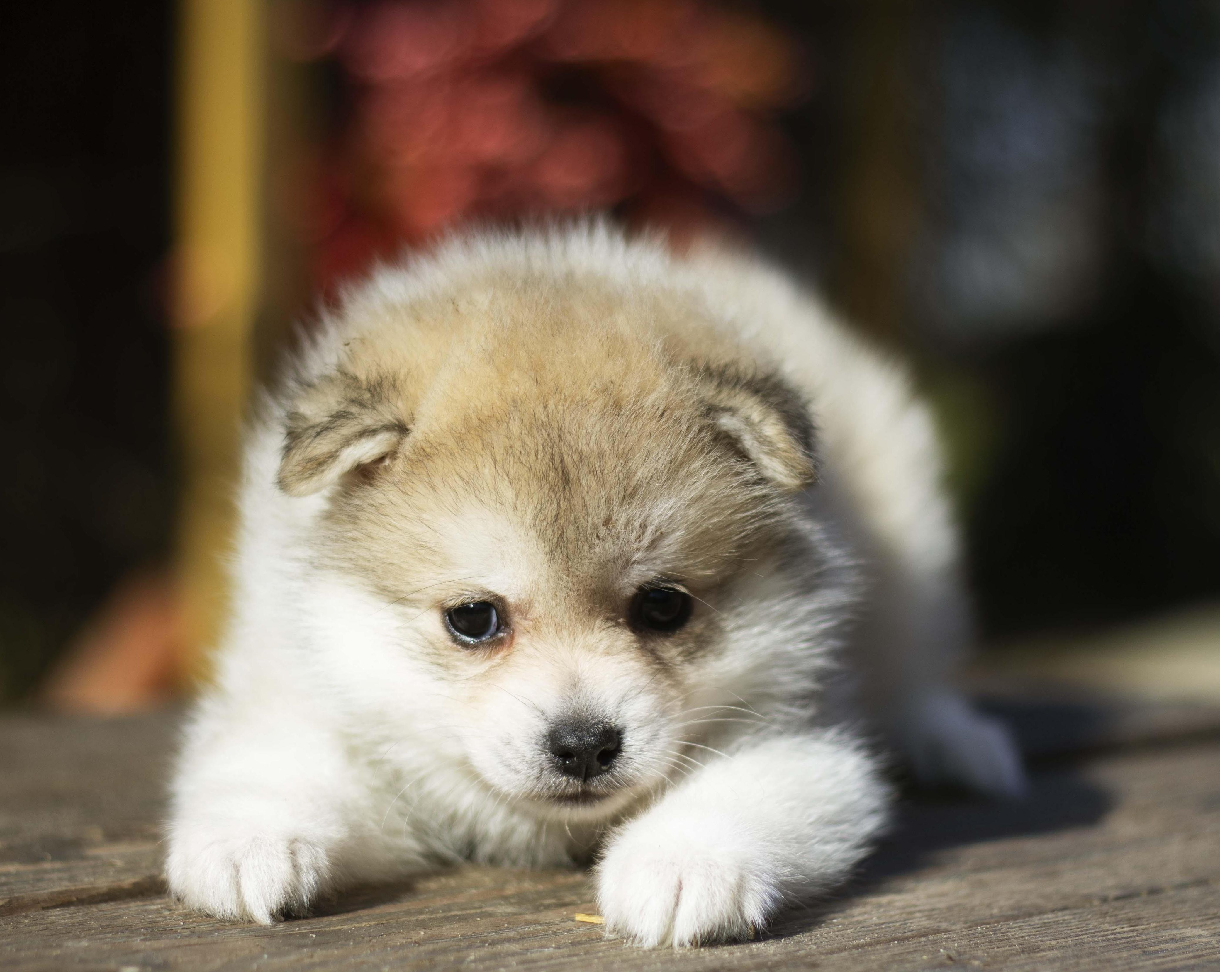 Купить щенка мини-хаски, купить щенка помски, помски, голубые глаза