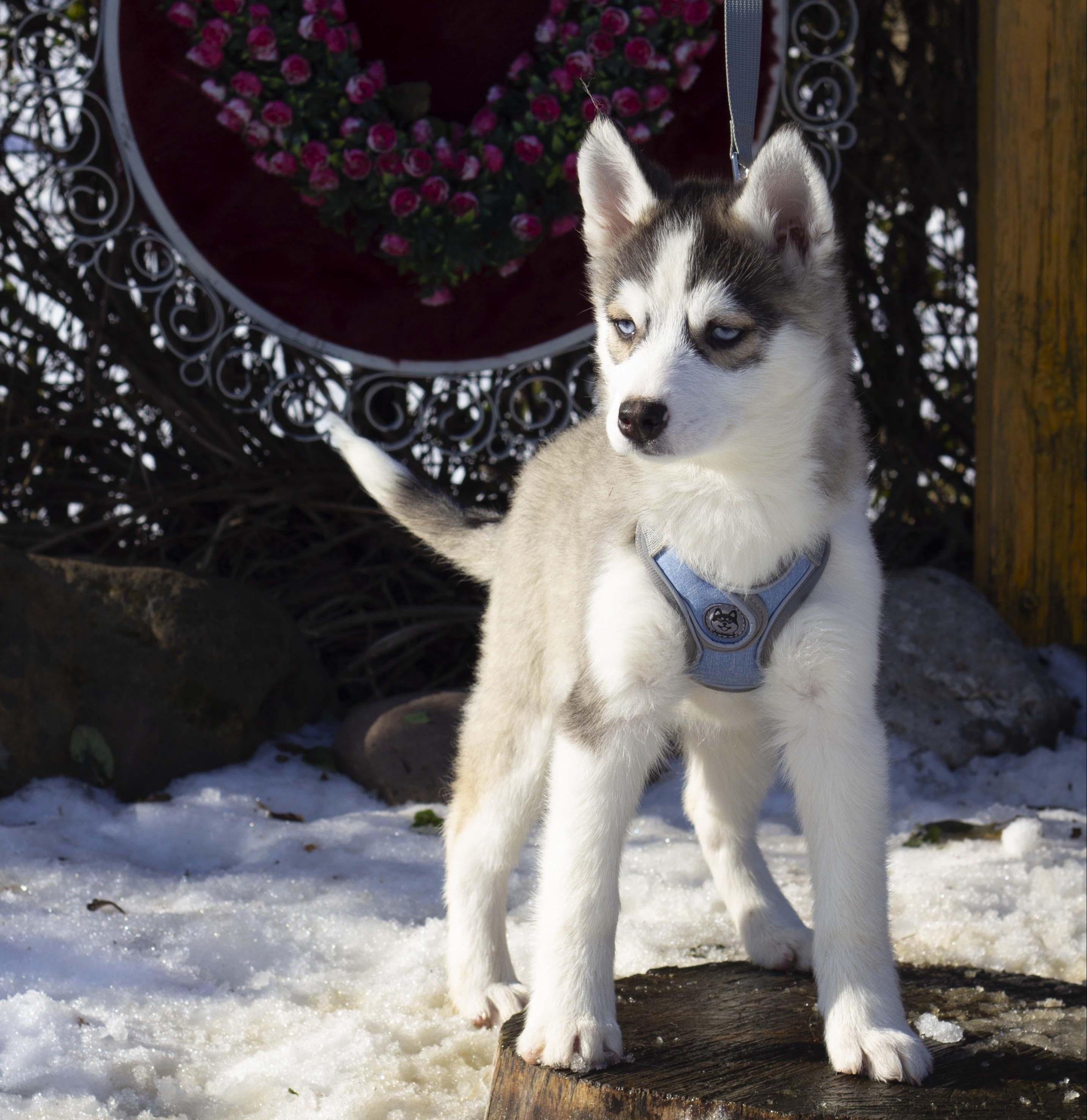 Купить щенка мини-хаски, купить щенка помски, помски, голубые глаза
