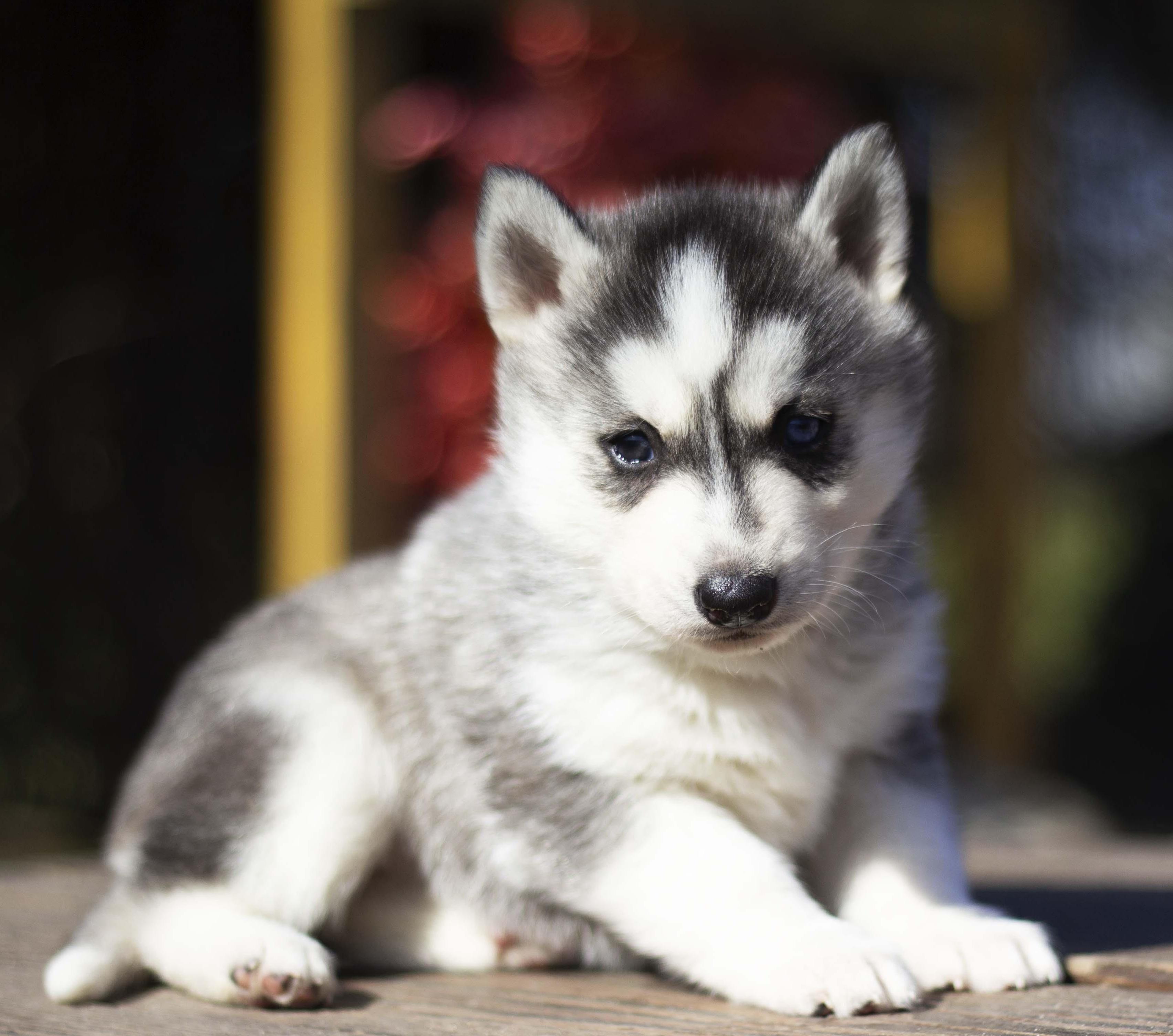Купить щенка мини-хаски, купить щенка помски, помски, голубые глаза