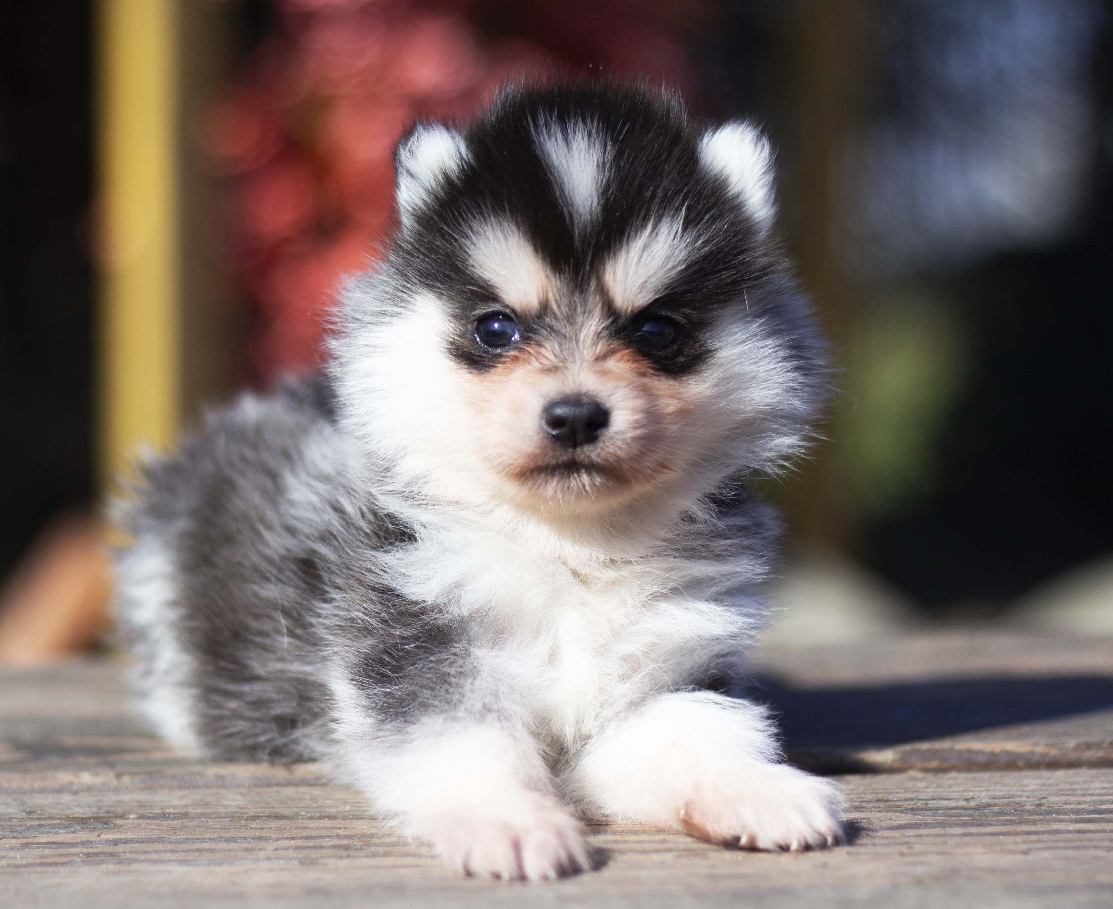 Купить щенка мини-хаски, купить щенка помски, помски, голубые глаза