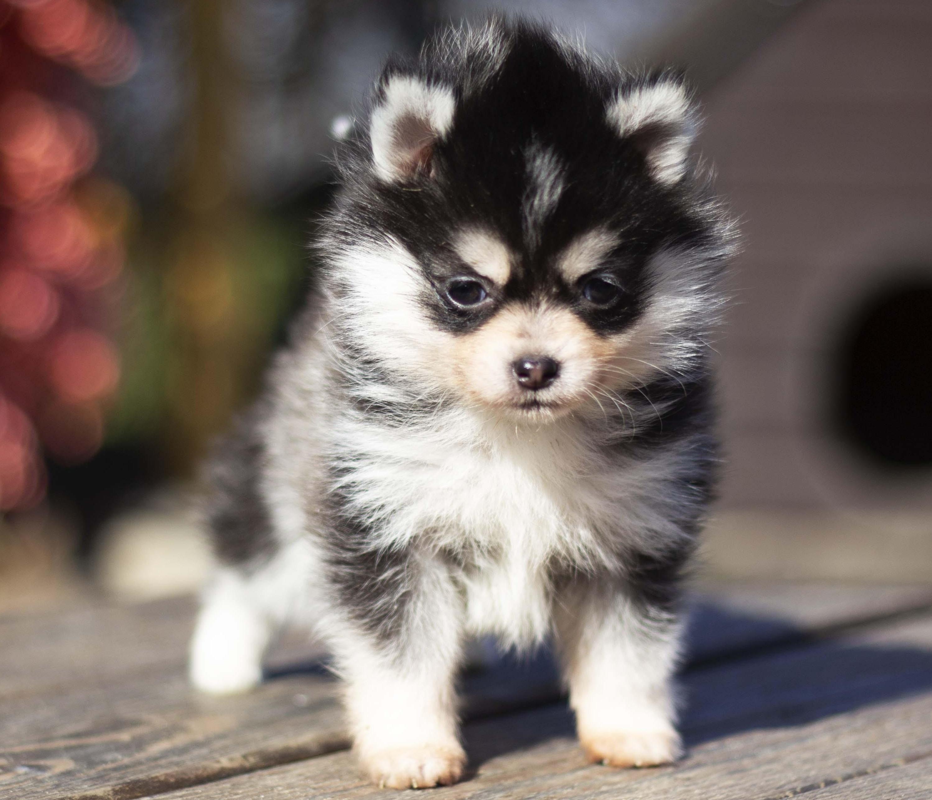 Купить щенка мини-хаски, купить щенка помски, помски, голубые глаза