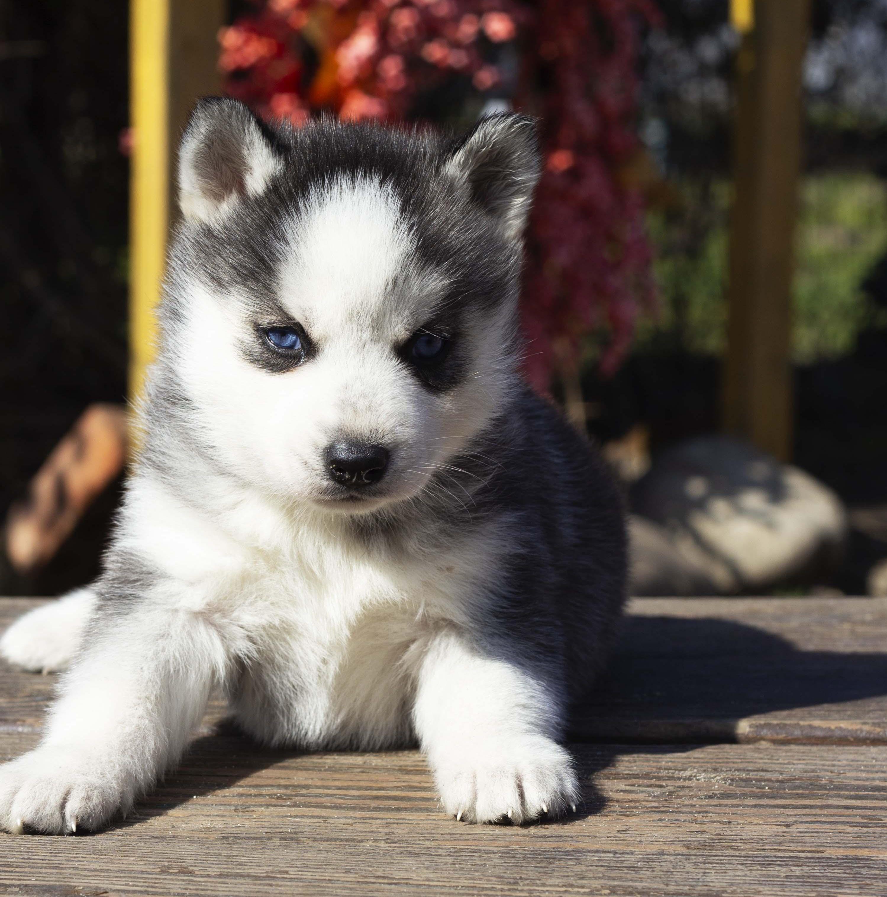 Купить щенка мини-хаски, купить щенка помски, помски, голубые глаза