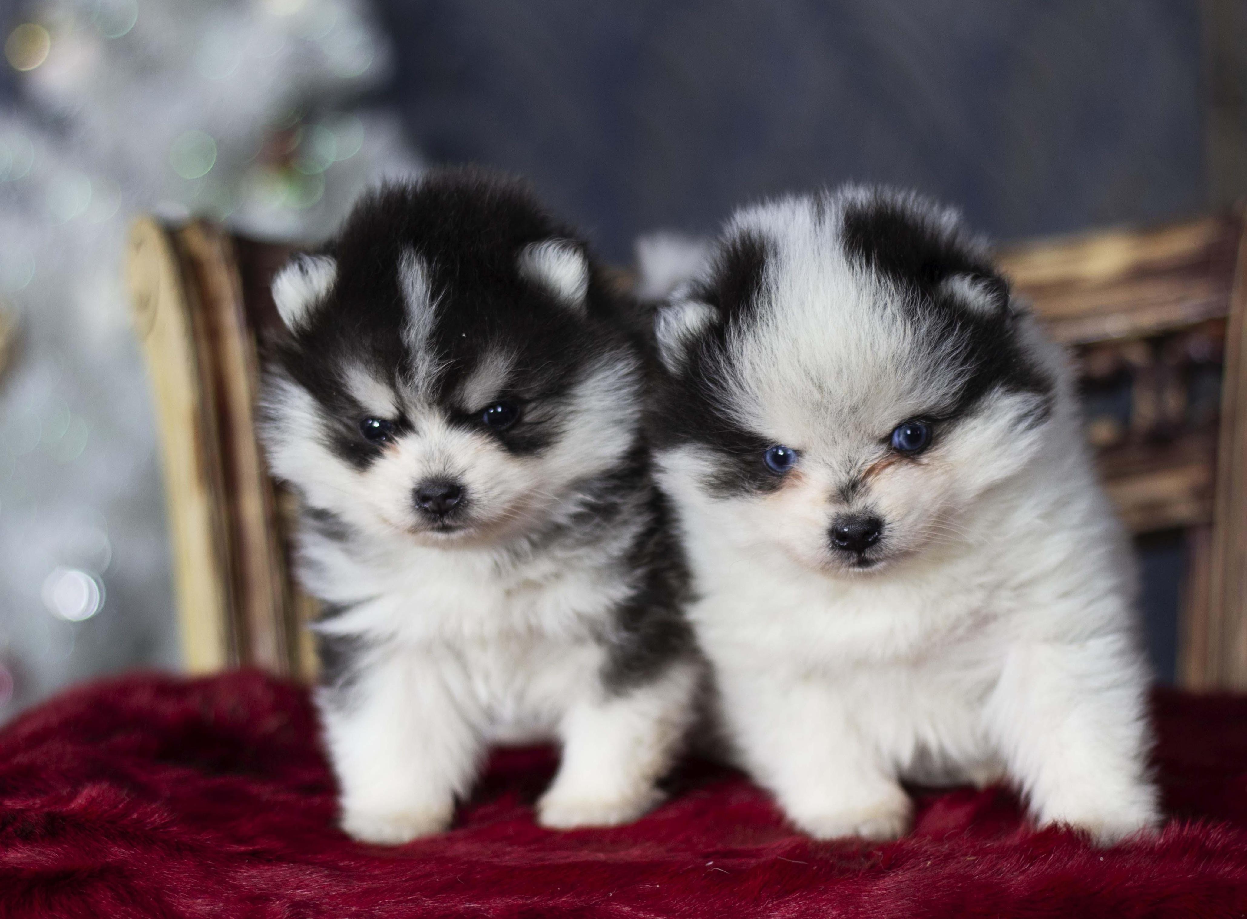 Купить щенка мини-хаски, купить щенка помски, помски, голубые глаза