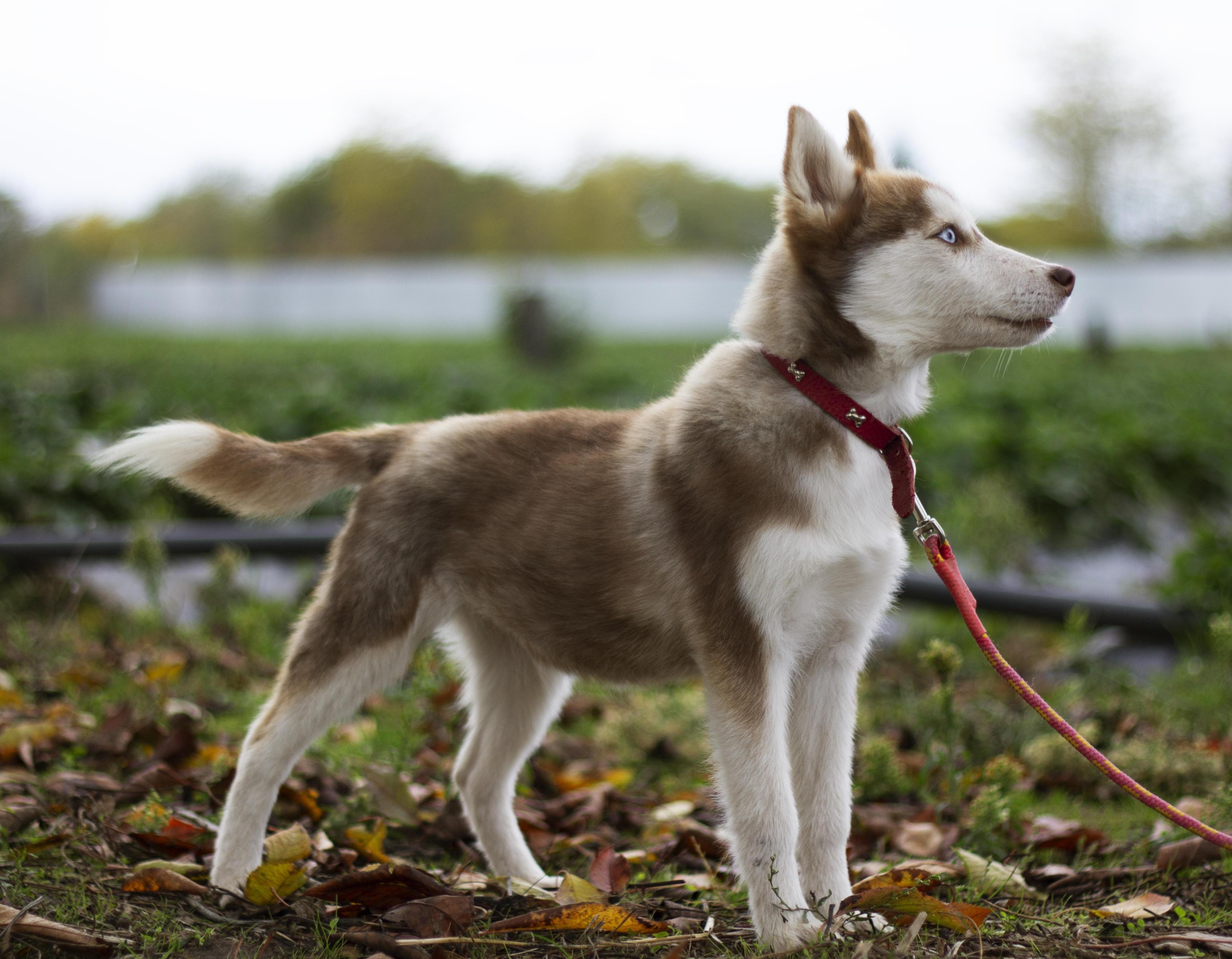 Купить щенка мини-хаски, купить щенка помски, помски, голубые глаза