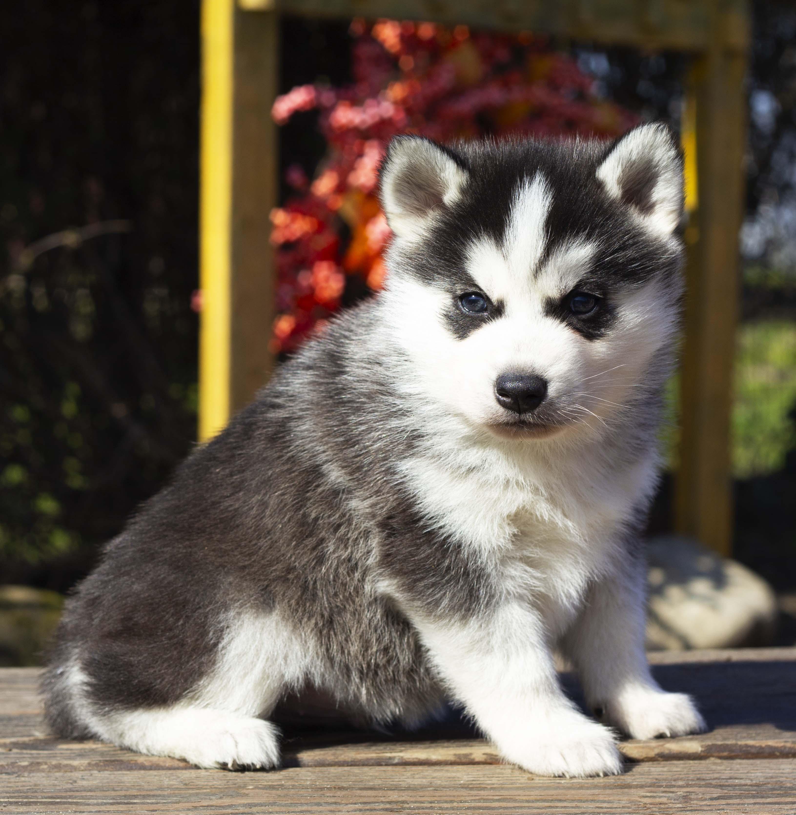 Купить щенка мини-хаски, купить щенка помски, помски, голубые глаза