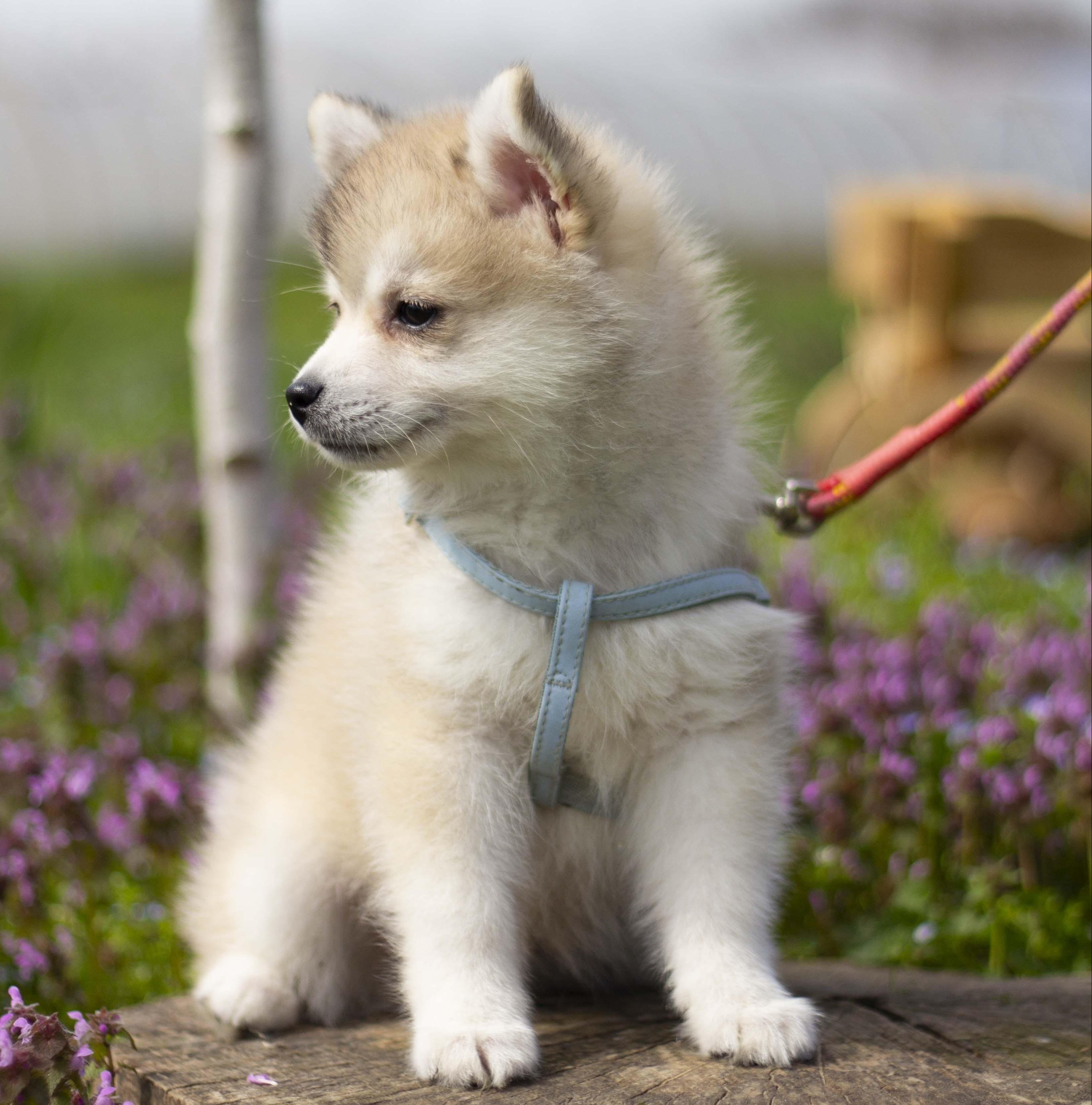 Купить щенка мини-хаски, купить щенка помски, помски, голубые глаза