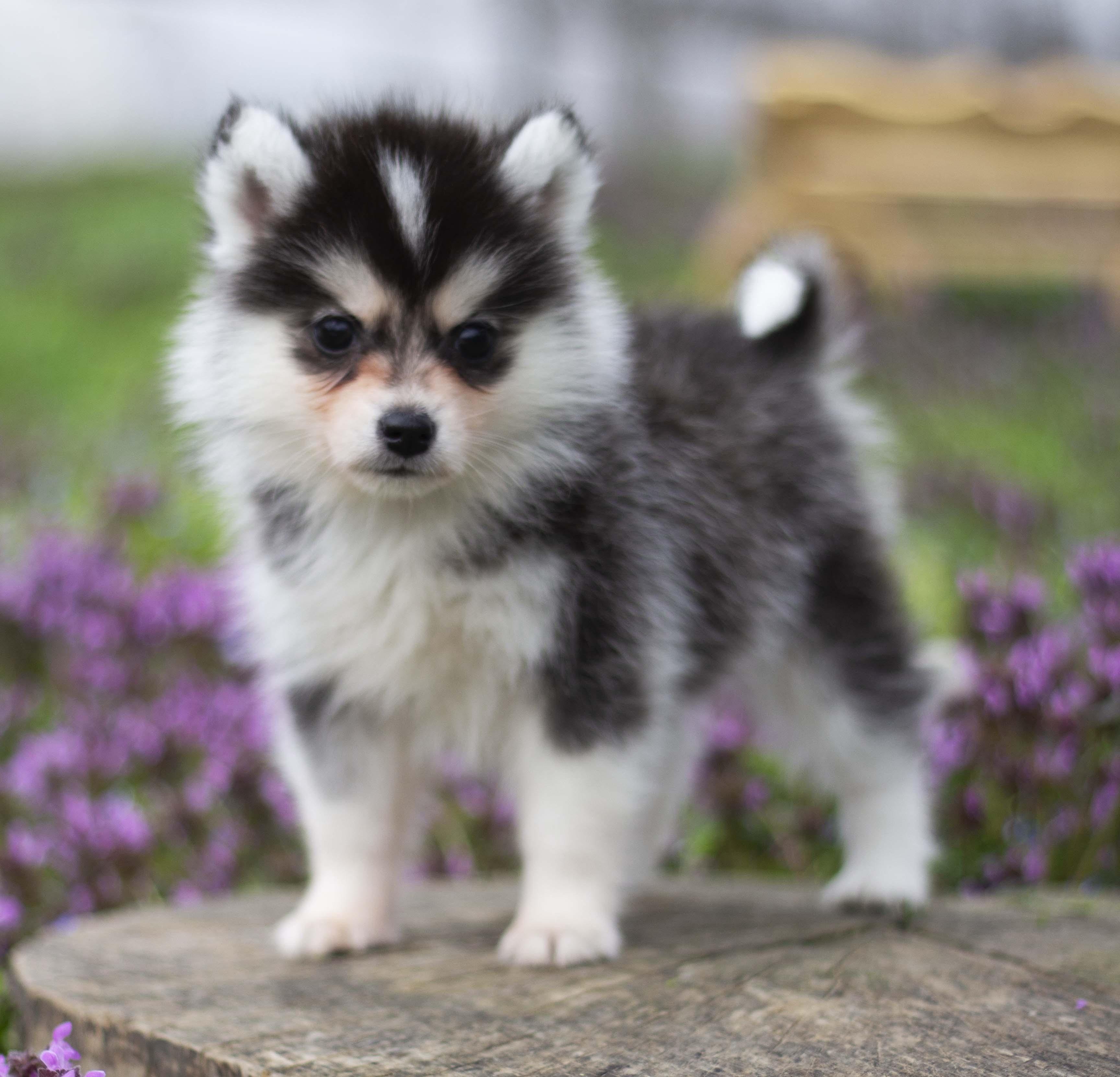 Купить щенка мини-хаски, купить щенка помски, помски, голубые глаза