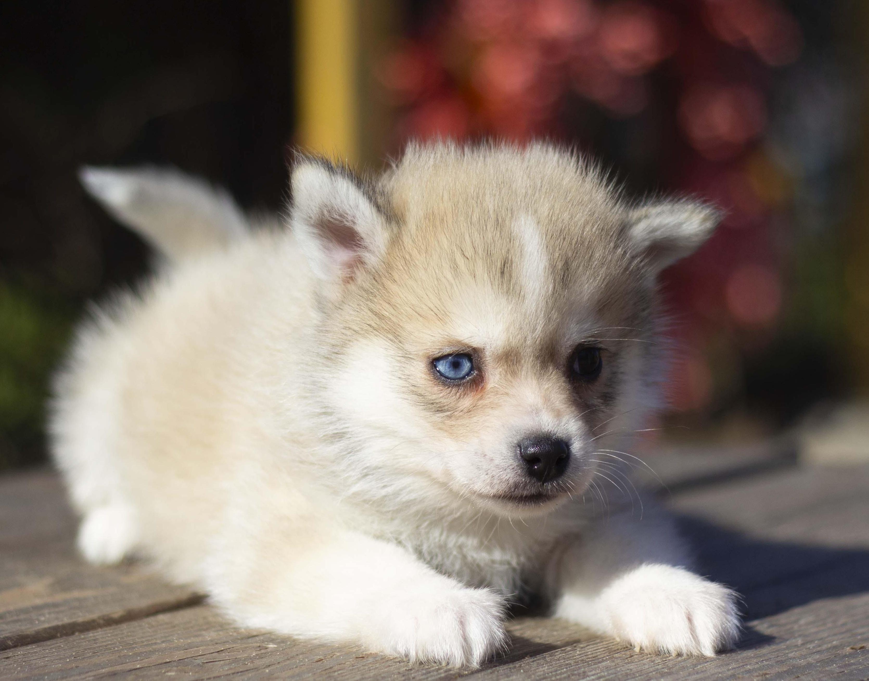 Купить щенка мини-хаски, купить щенка помски, помски, голубые глаза