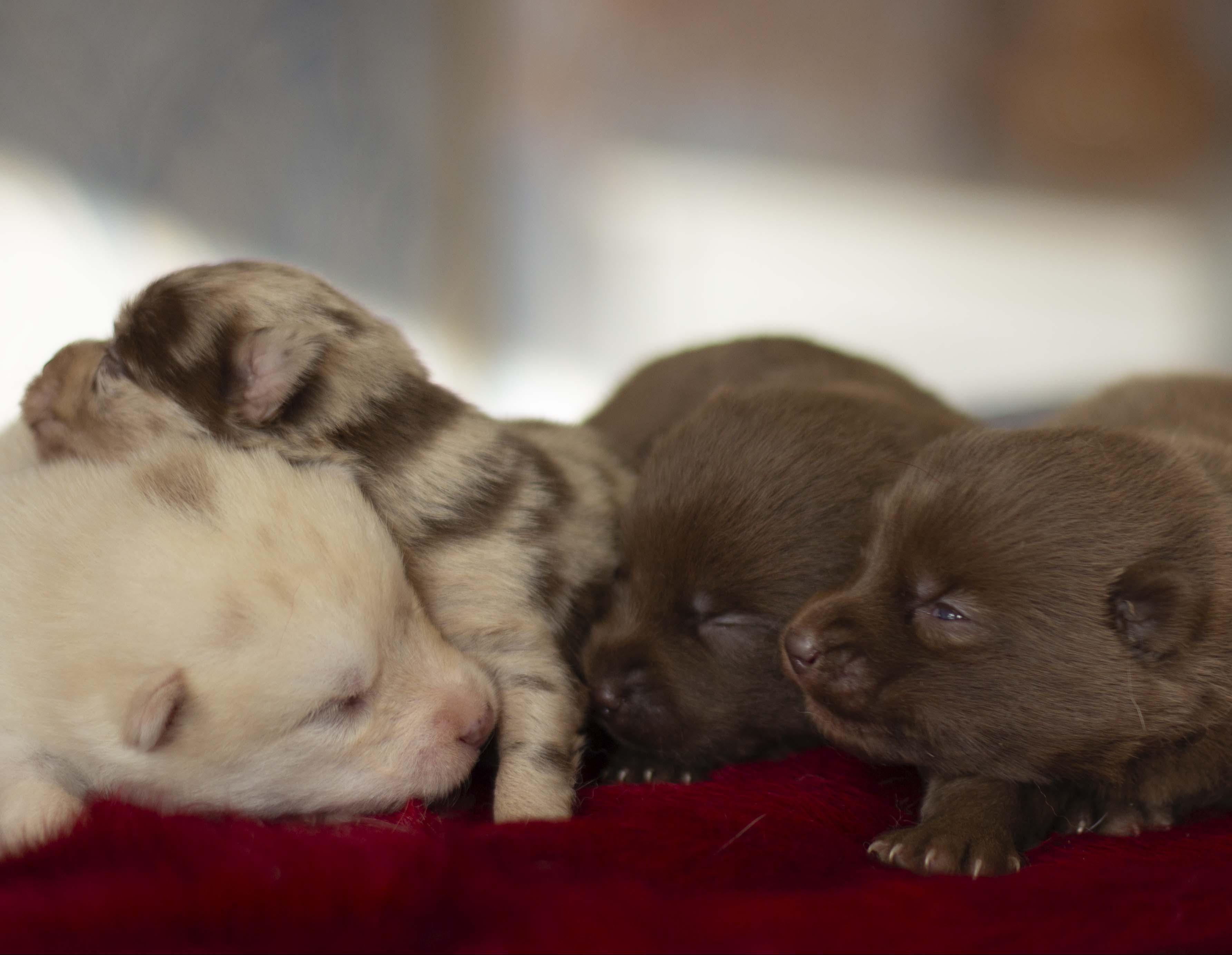 Купить щенка мини-хаски, купить щенка помски, помски, голубые глаза