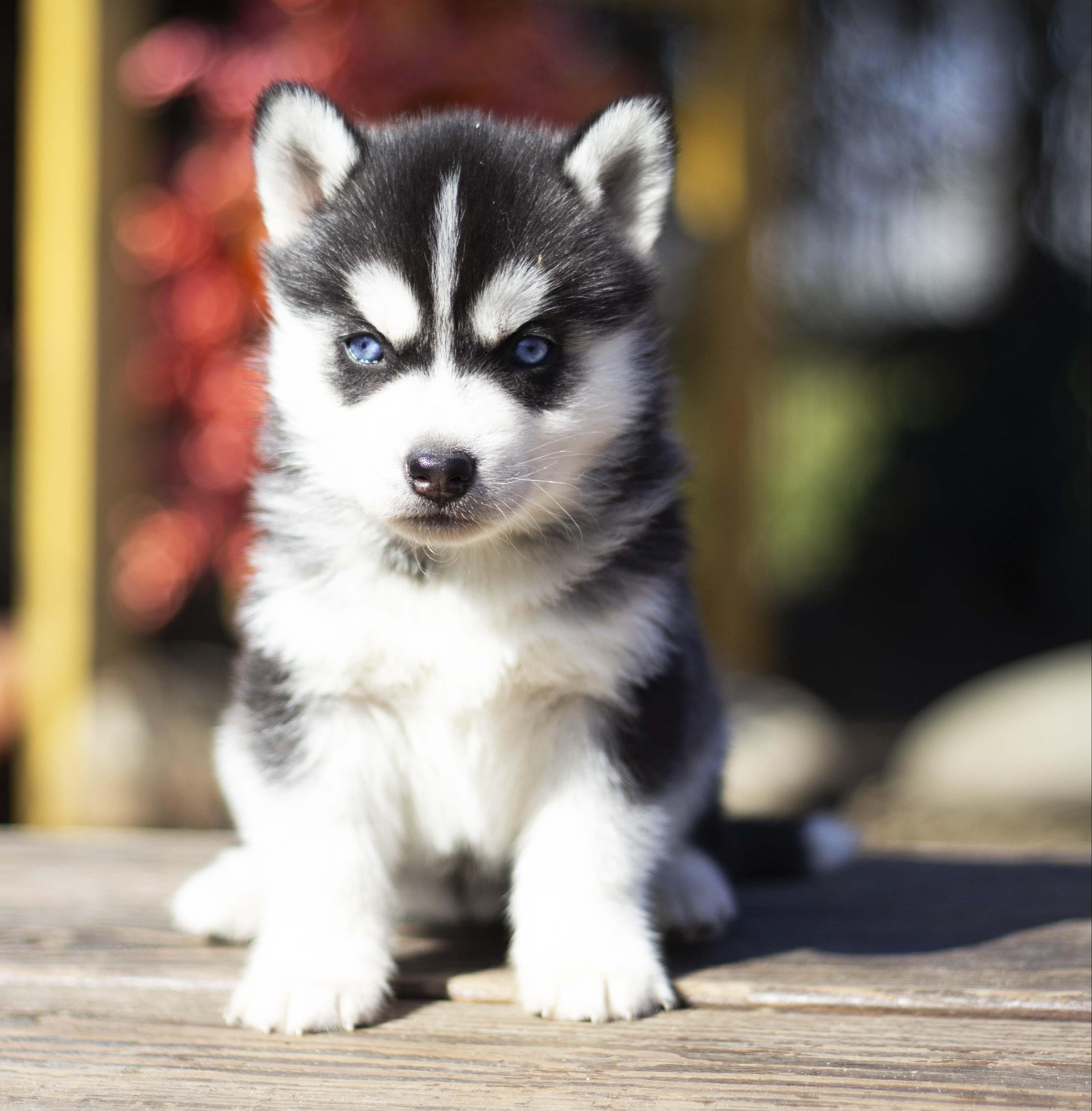 Купить щенка мини-хаски, купить щенка помски, помски, голубые глаза