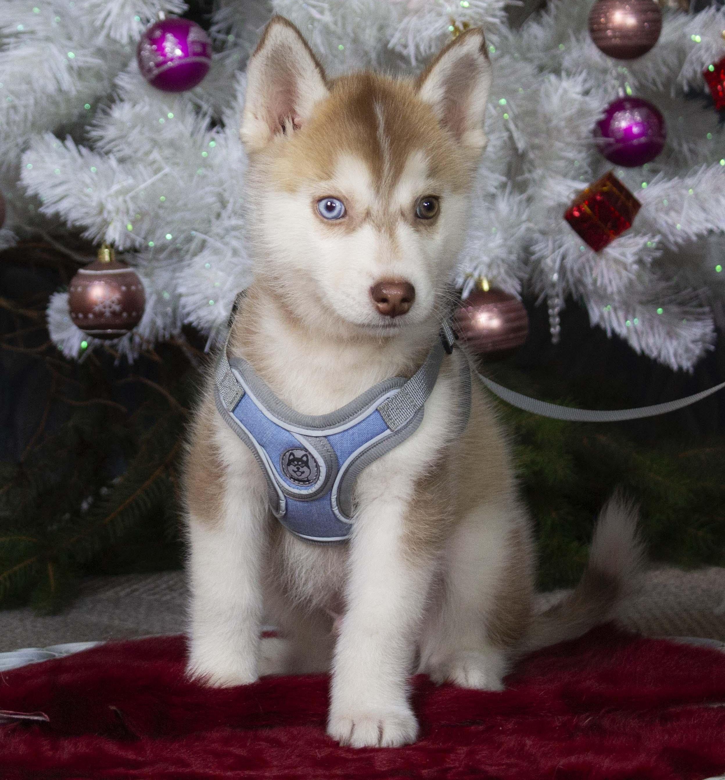 Купить щенка мини-хаски, купить щенка помски, помски, голубые глаза