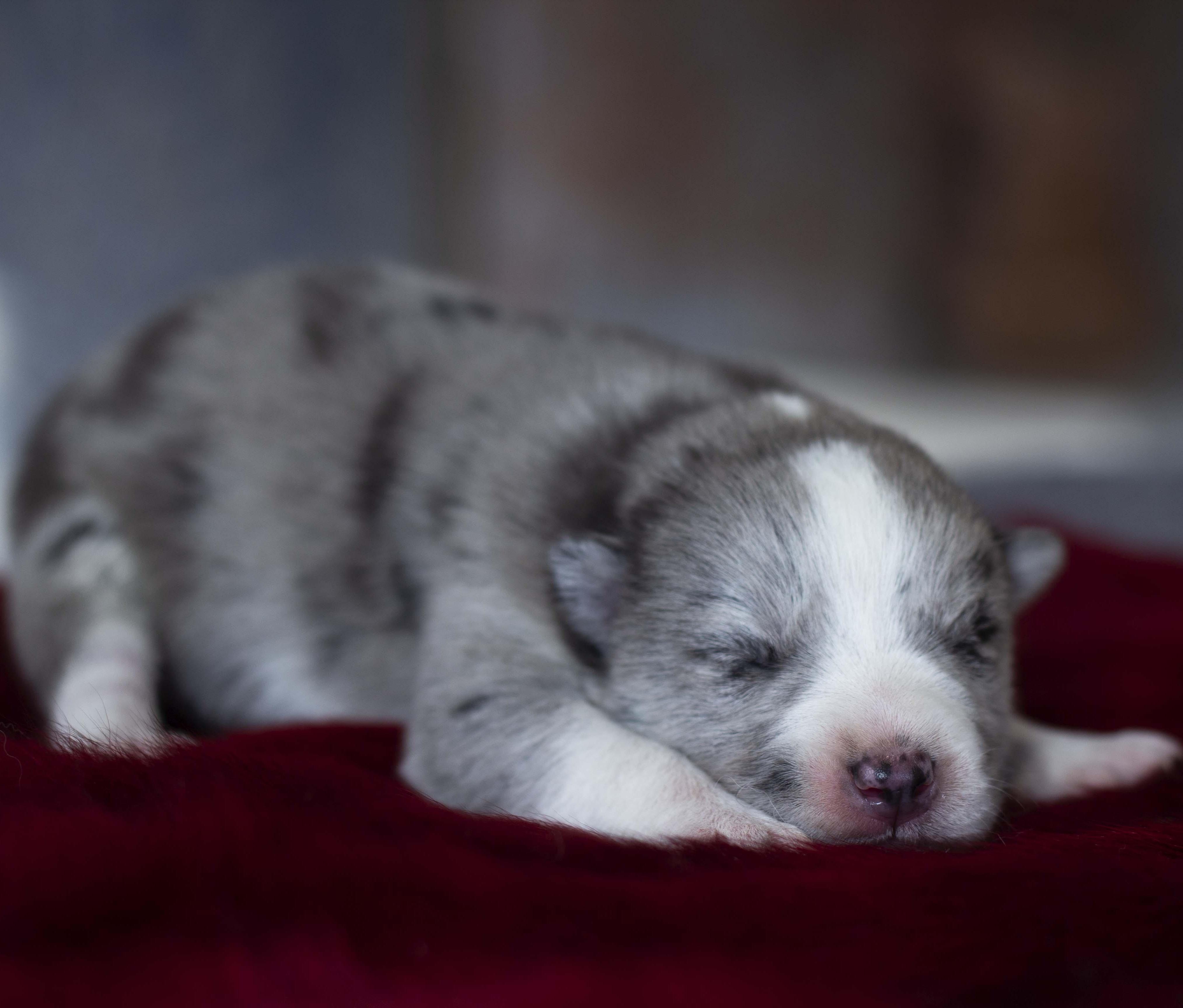 Купить щенка мини-хаски, купить щенка помски, помски, голубые глаза
