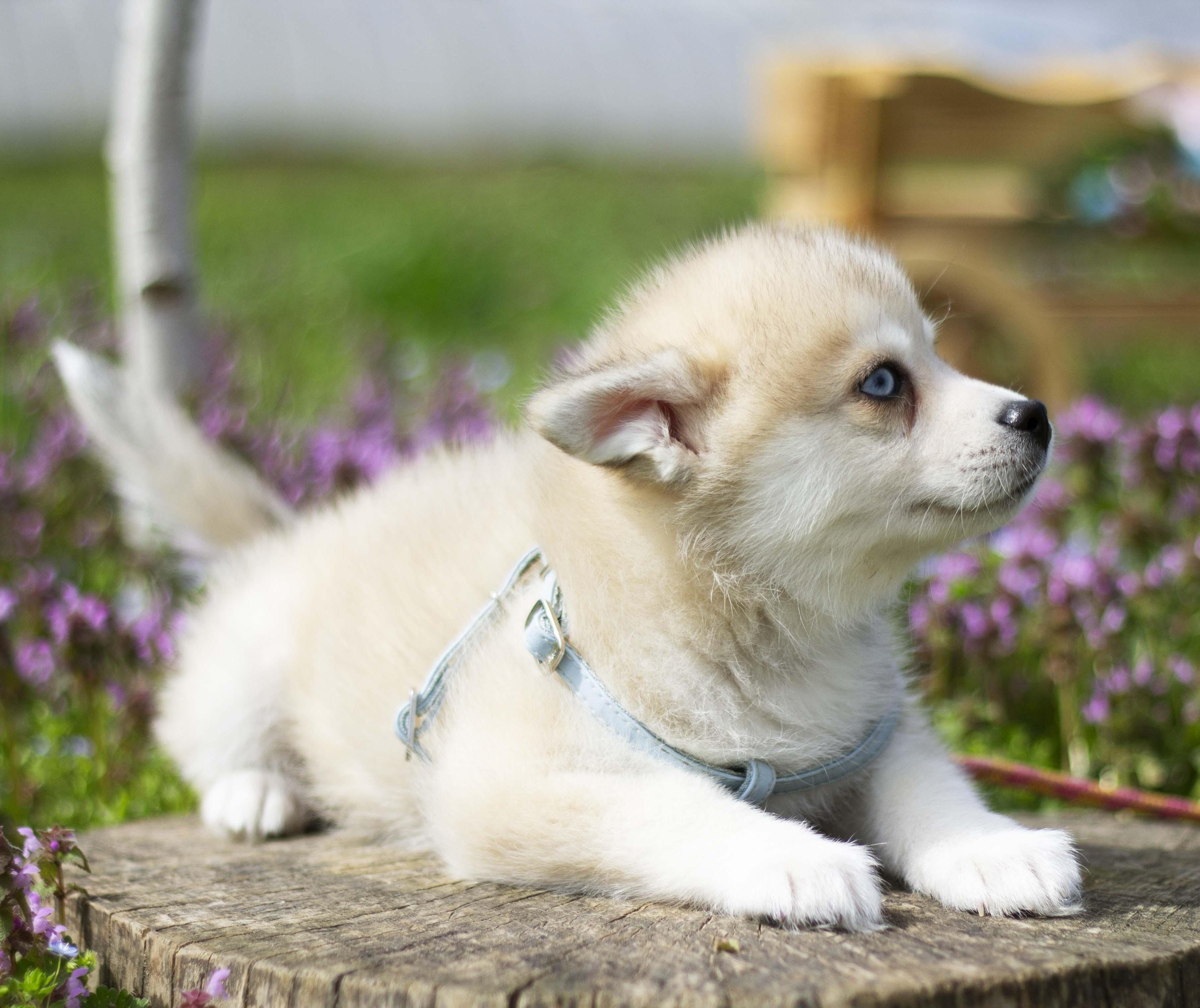 Купить щенка мини-хаски, купить щенка помски, помски, голубые глаза