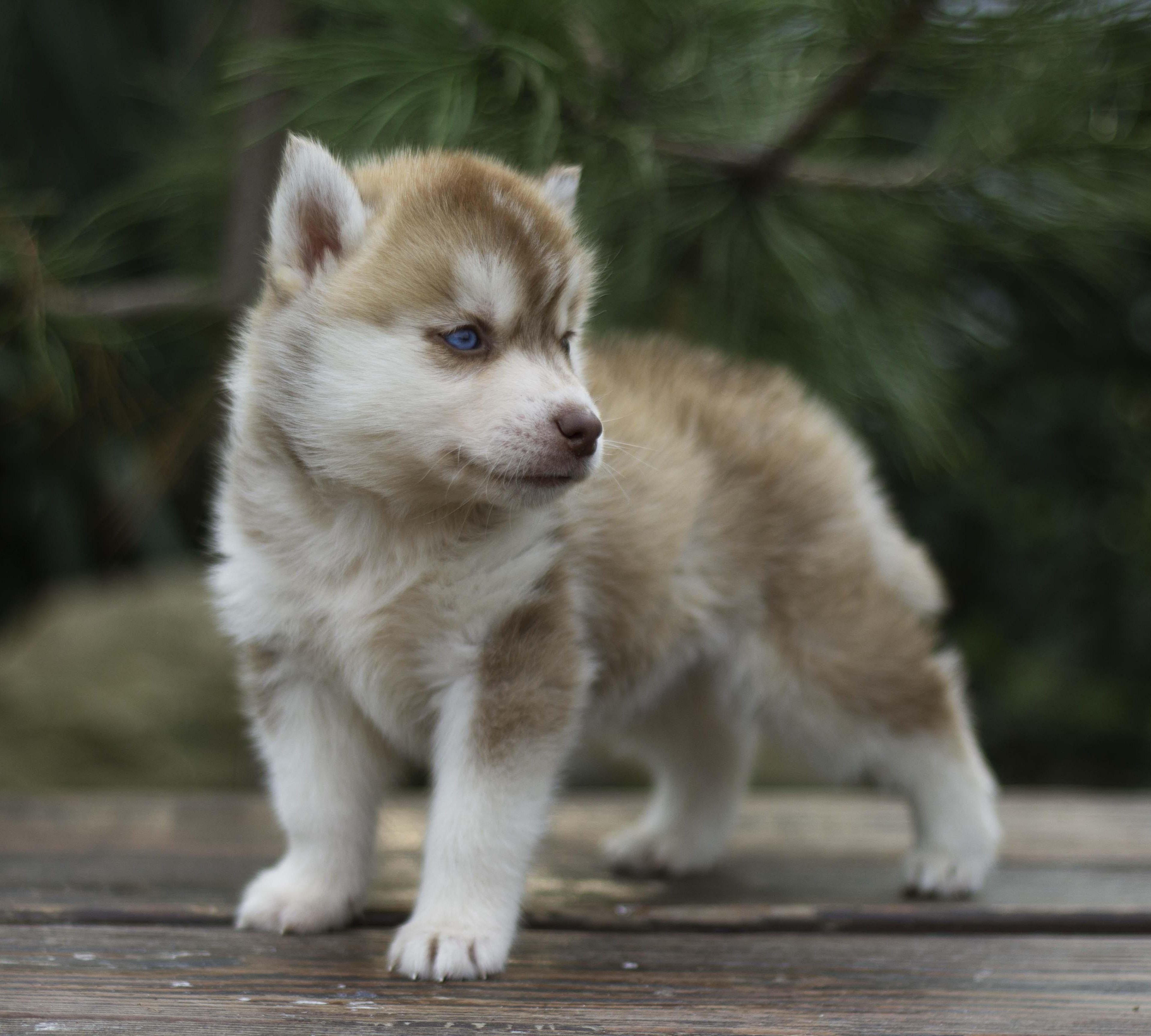 Купить щенка мини-хаски, купить щенка помски, помски, голубые глаза