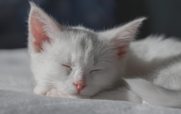 сон котенка