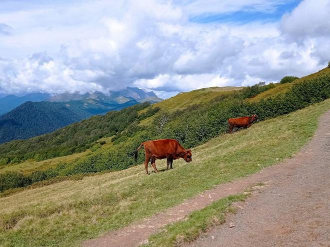 коровы на альпийских лугах Абхазия
